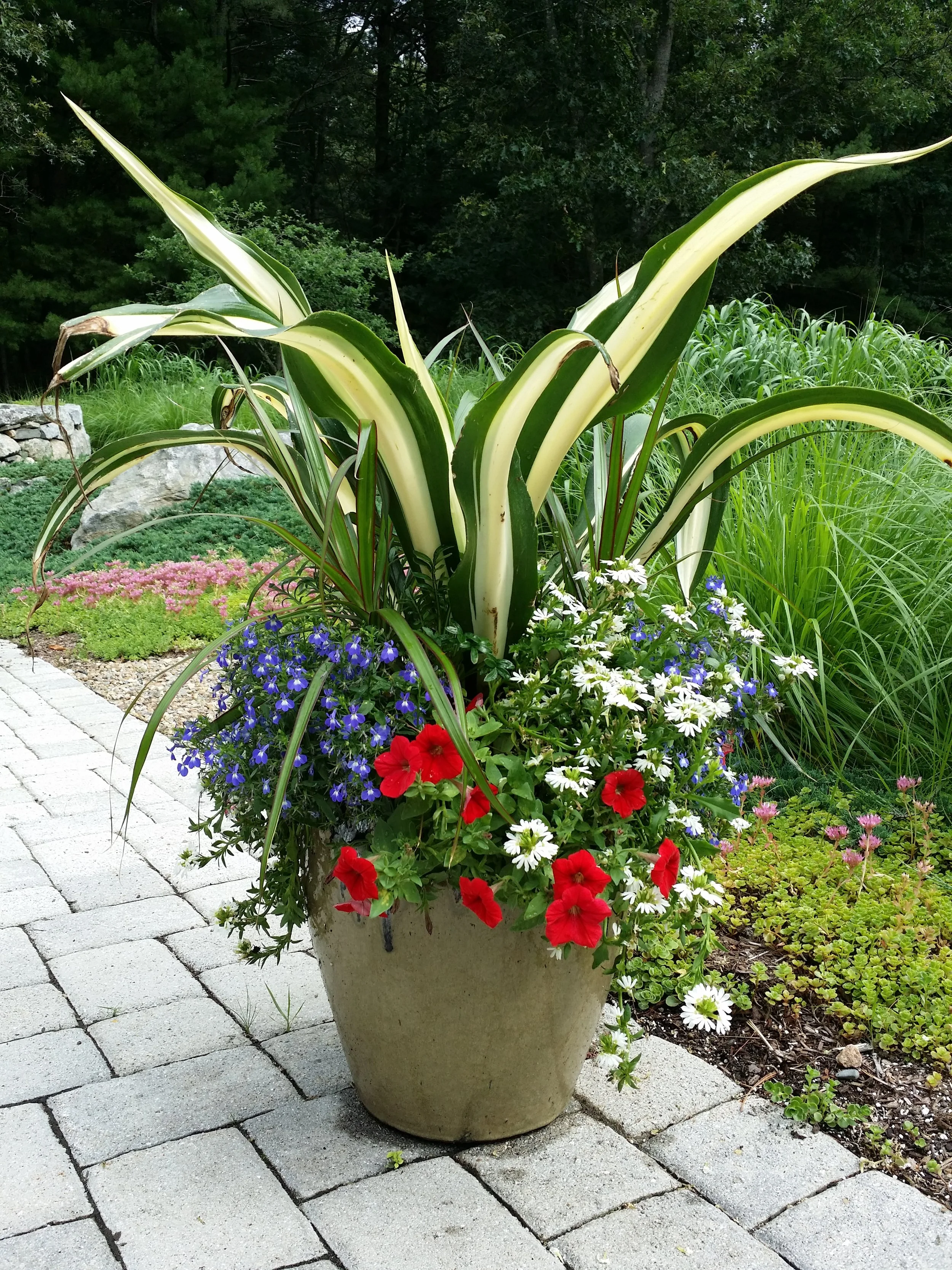 This is a great container design that can withstand the summer heat all day long, thanks to a mix of tropical and heat-tolerant plants.