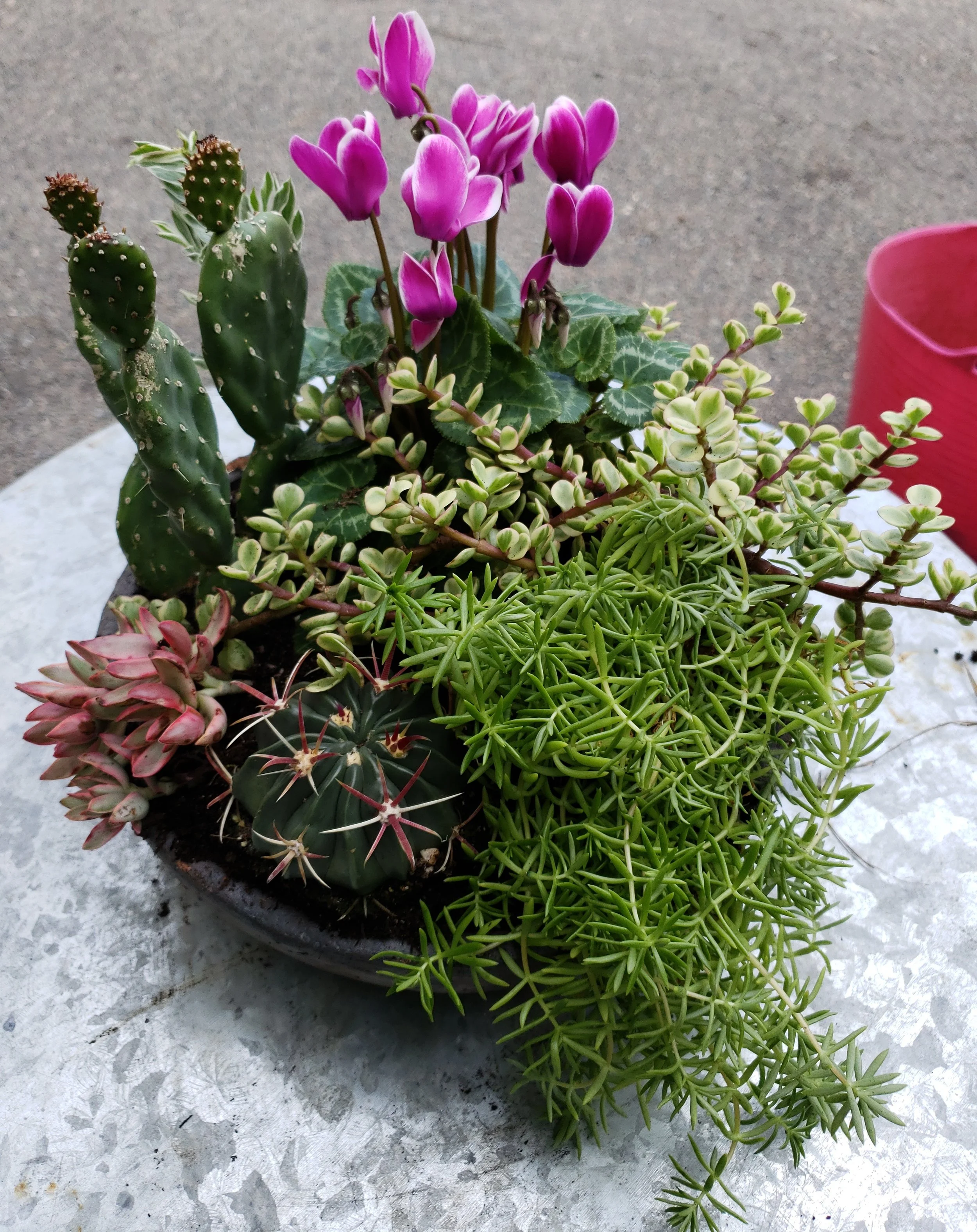 A container of various potted succulents and cacti, with pink flowering plants, set on a textured surface.