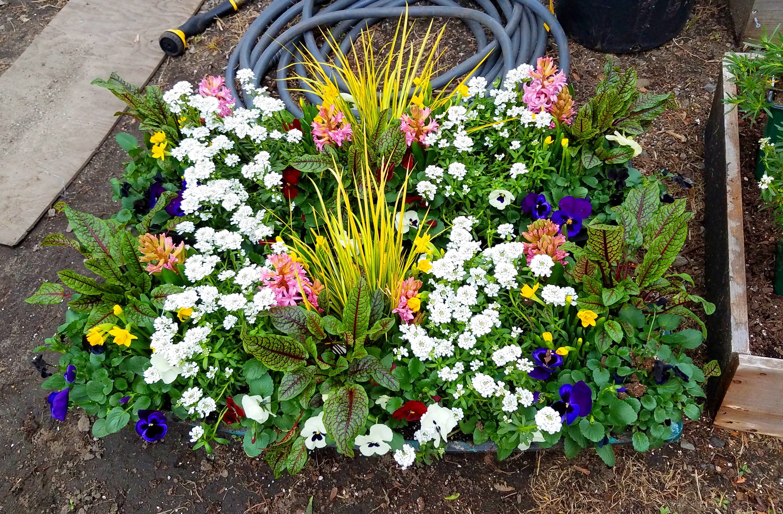 Colorful flower bed with white, purple, yellow, pink, and red flowers surrounded by green foliage, with garden hoses and soil around it.