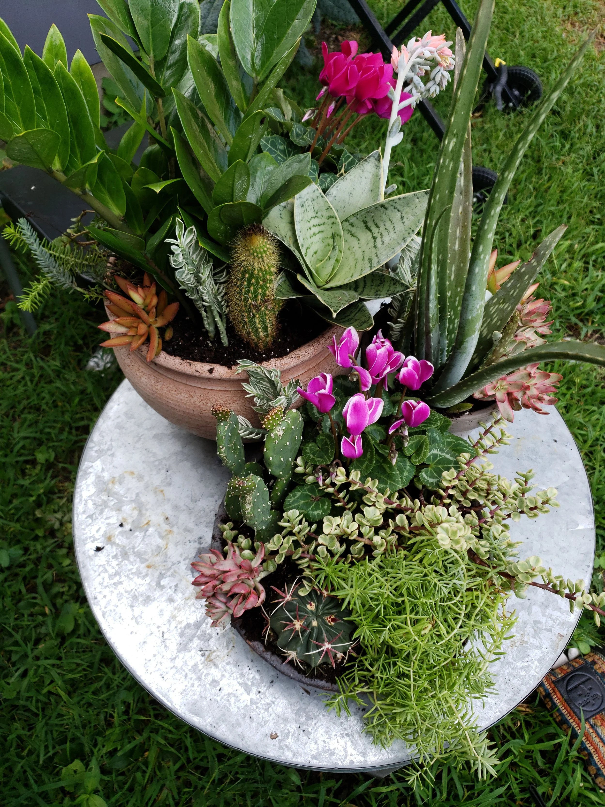 A variety of potted succulents and cacti arranged on a round metal table outdoors, with green grass in the background.