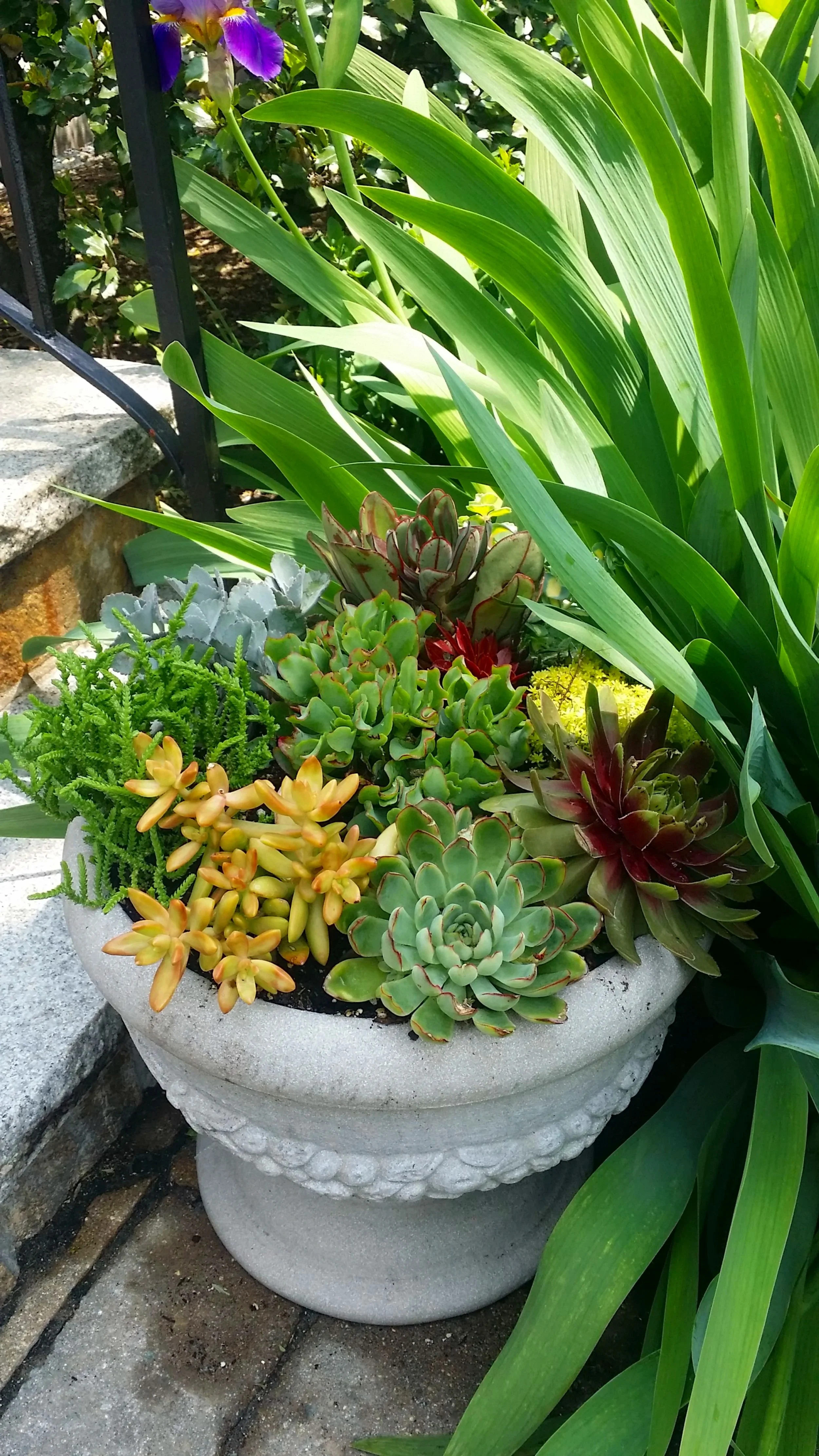 Flowerpot filled with various green and red succulents placed near large green leafy plants.