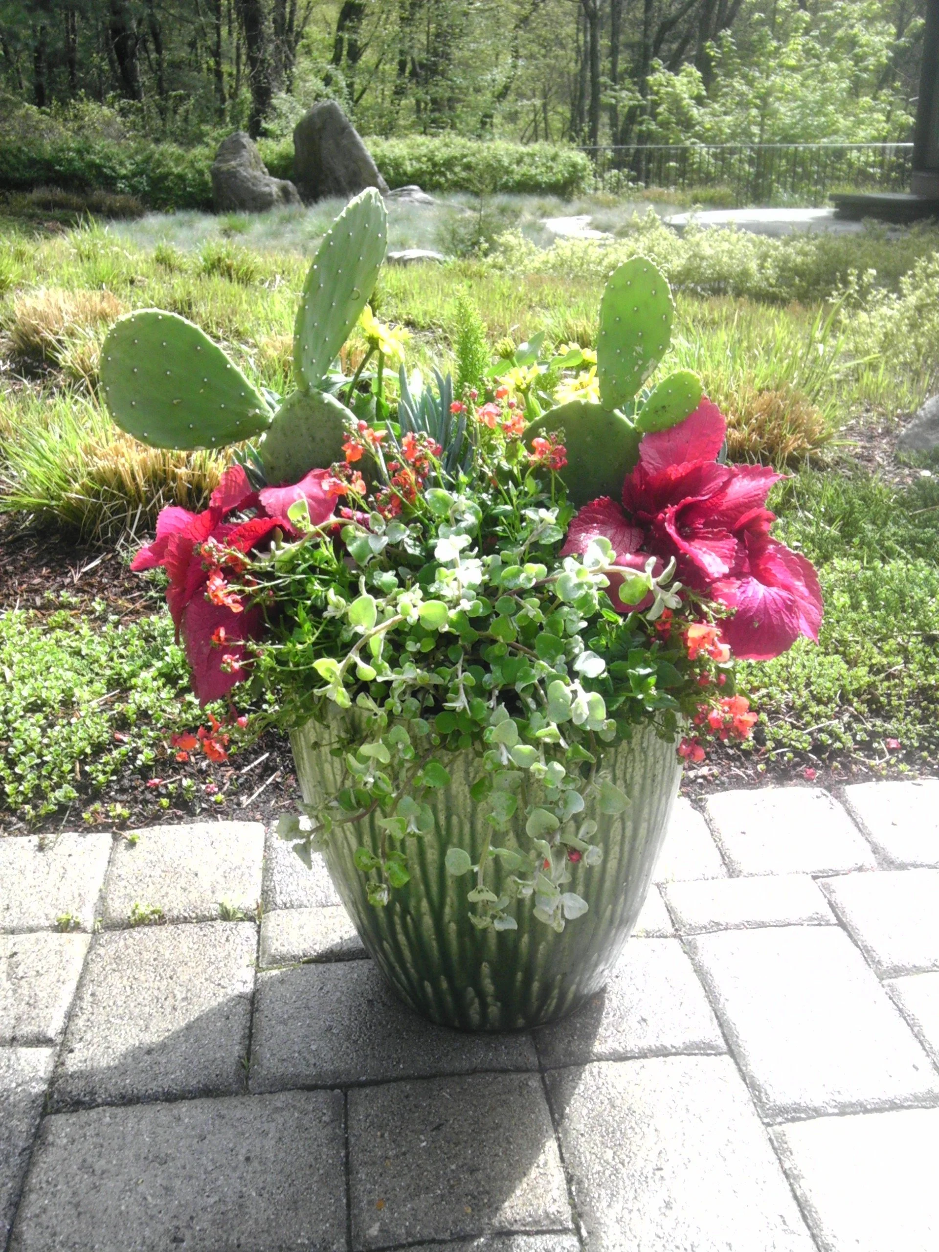 A large ceramic flower pot with pink hibiscus flowers, green foliage, and prickly pear cactus pads, placed on a paved patio with a background of lush green garden and trees.