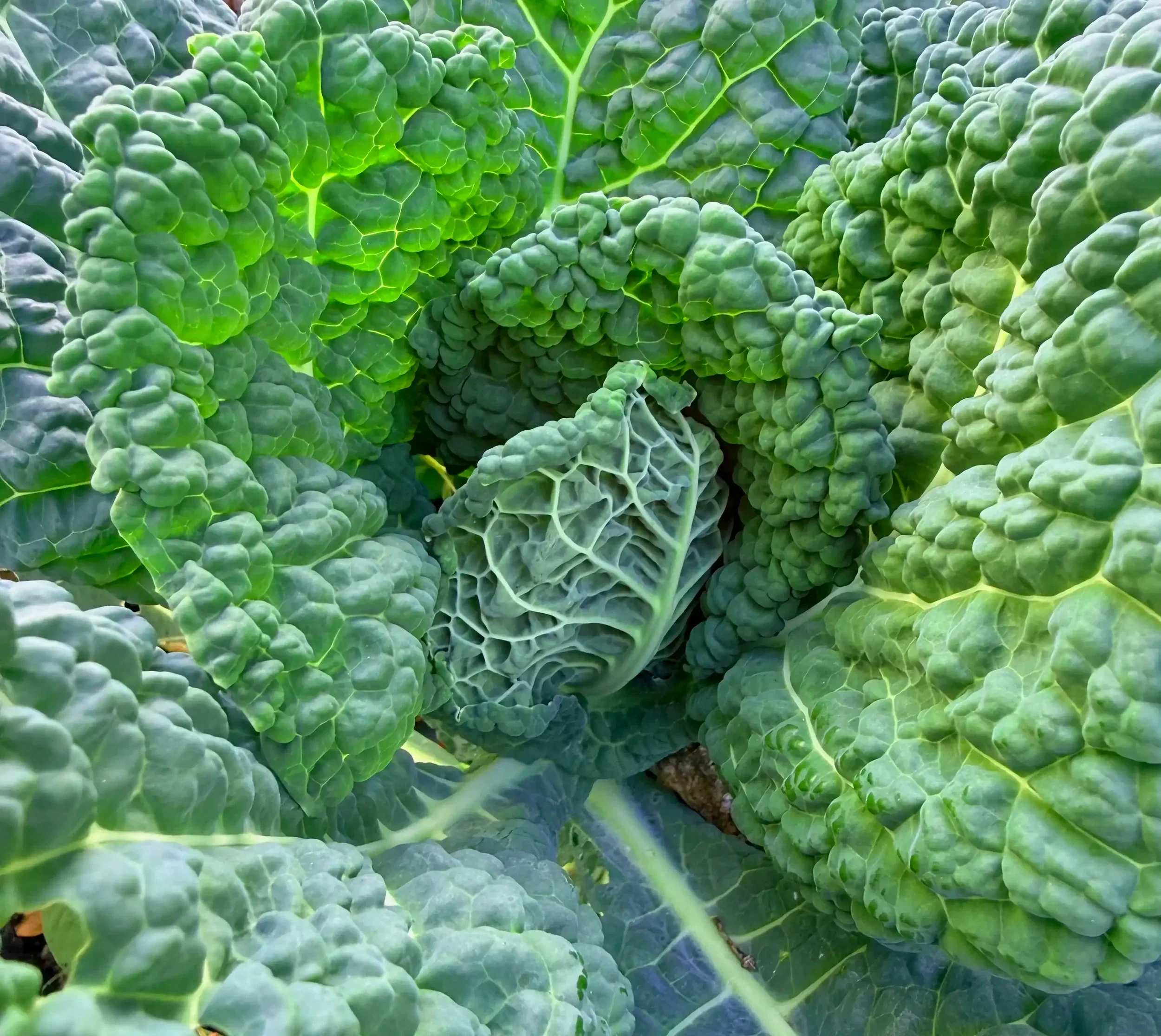 Close-up of a green leafy vegetable, likely Savoy cabbage, with crinkled and textured leaves.