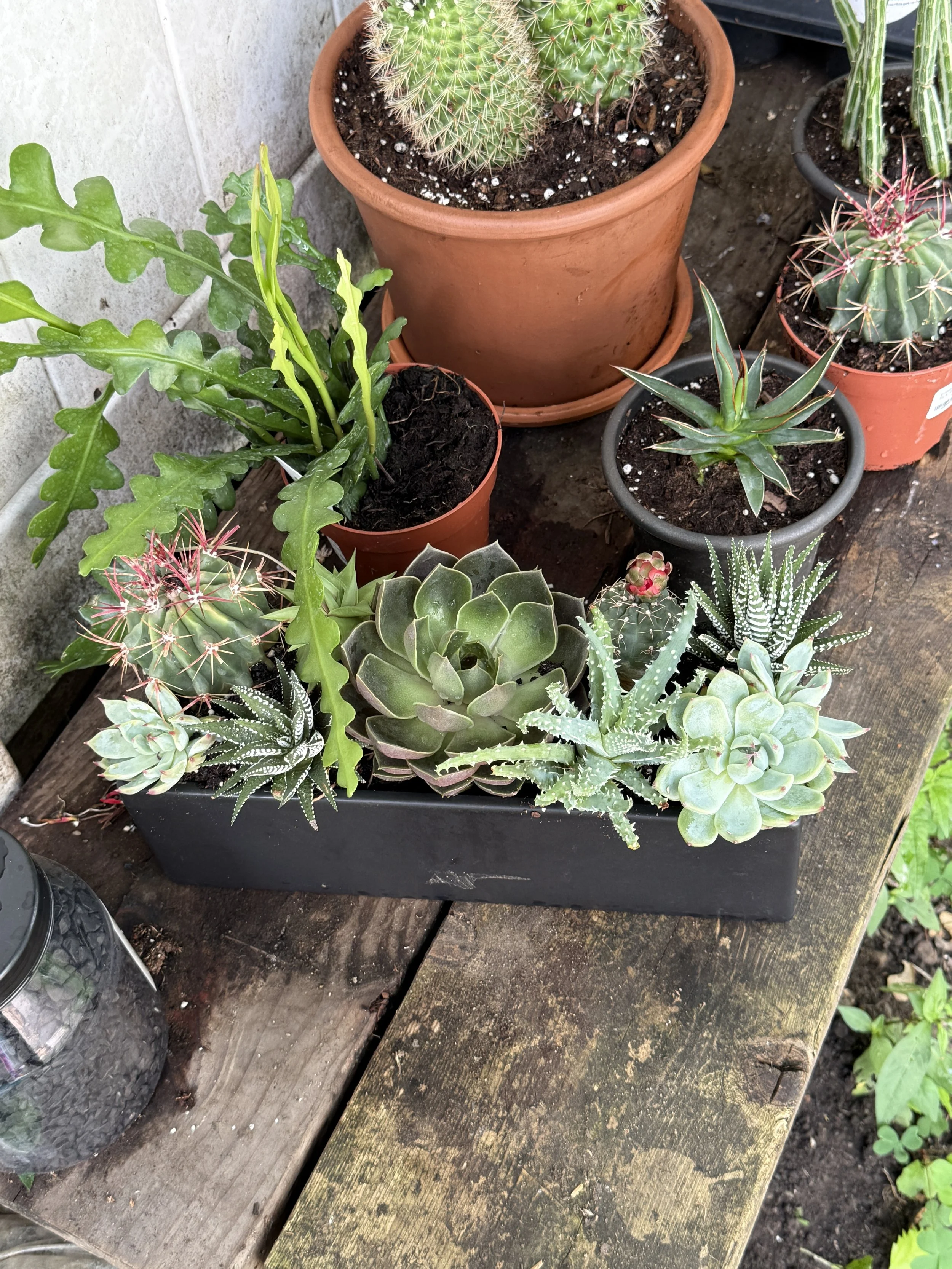 A variety of potted succulents and cacti on a wooden table outdoors, including a cactus with long outstretched green leaves, small round cacti, and rosette-shaped succulents.