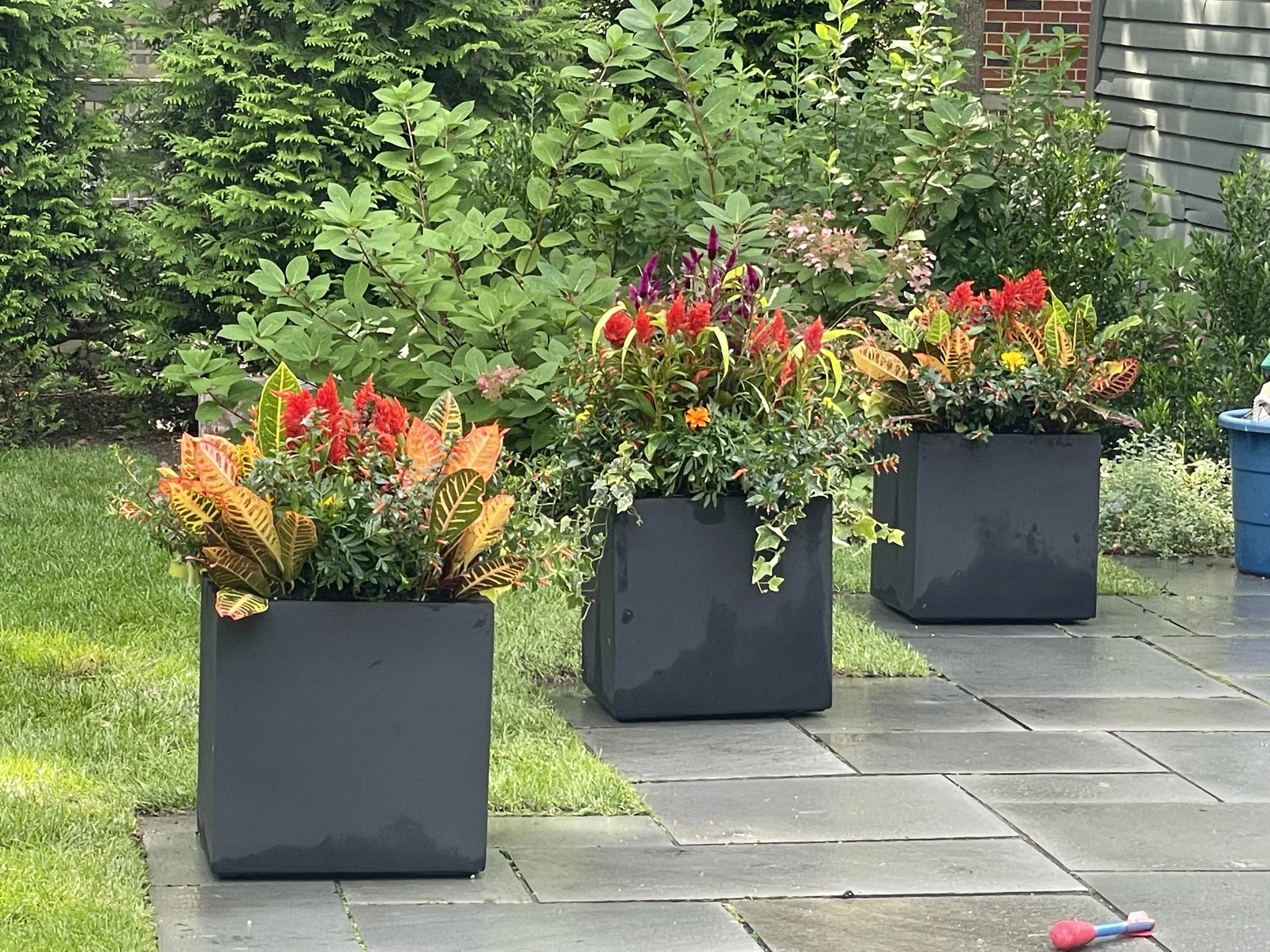 Three black square planters filled with colorful flowering and leafy plants, placed on a paved pathway next to a green lawn and house wall.