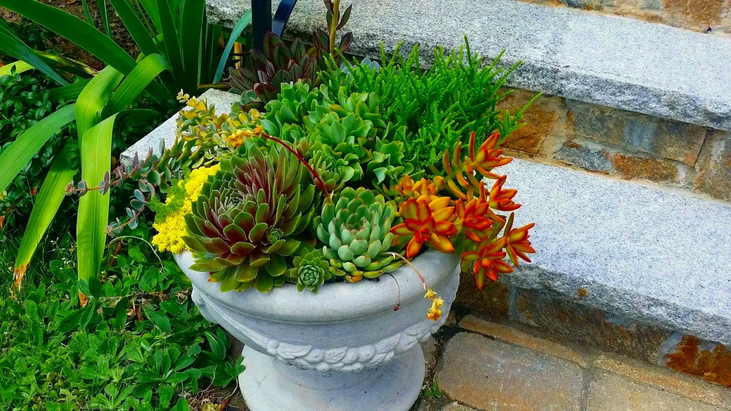 Colorful succulent plants in a decorative white urn planter next to stone steps.