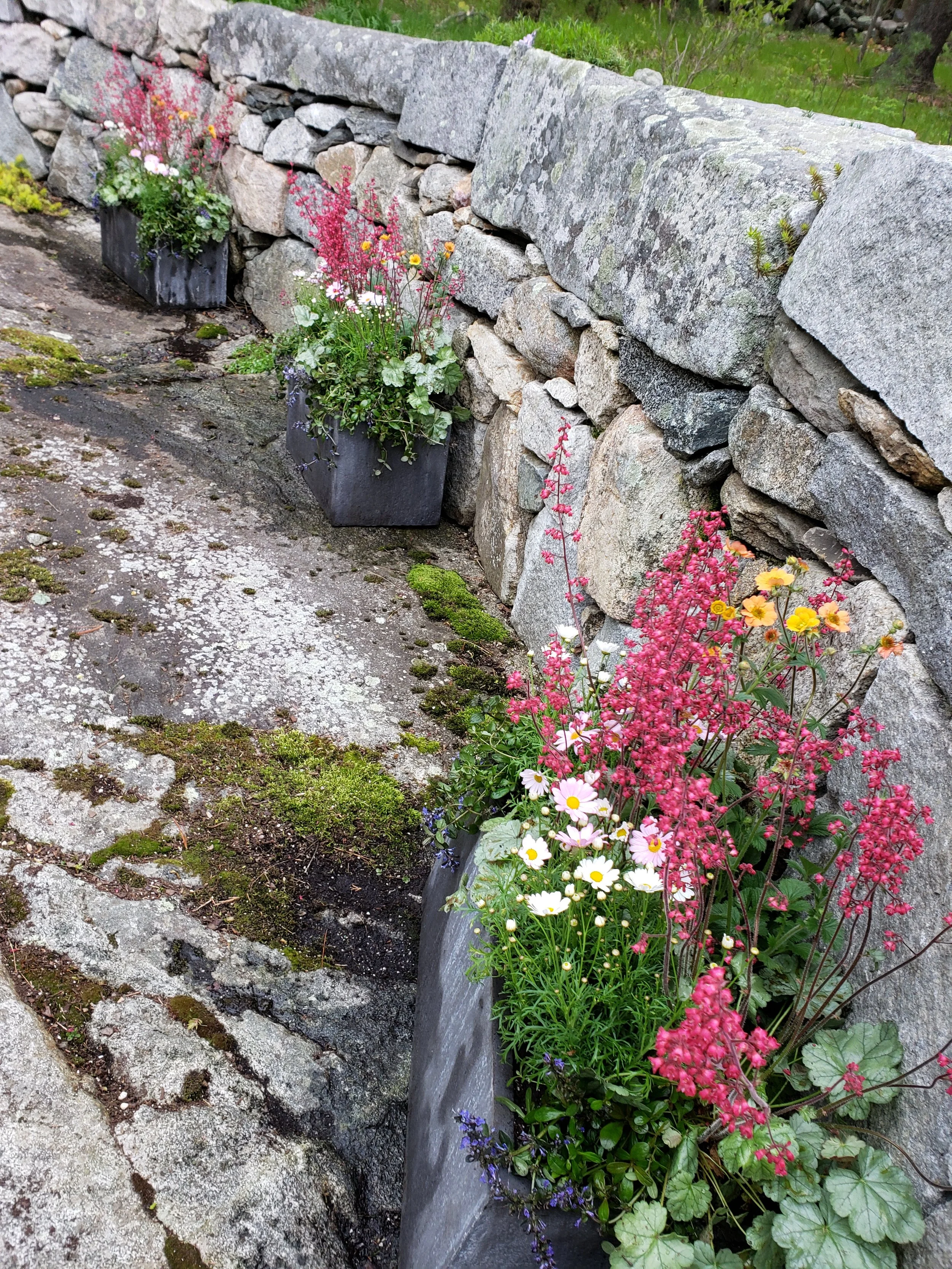 Flower pots with blooming flowers placed along a stone wall with moss on the ground.