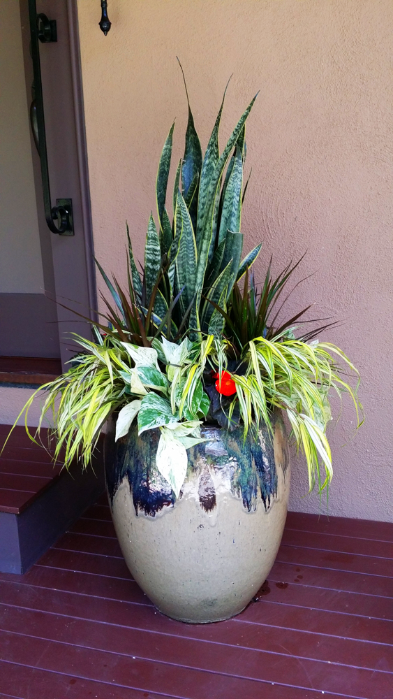A large ceramic planter with various green houseplants, including snake plants and variegated foliage, placed on a wooden porch near a beige wall and a door.