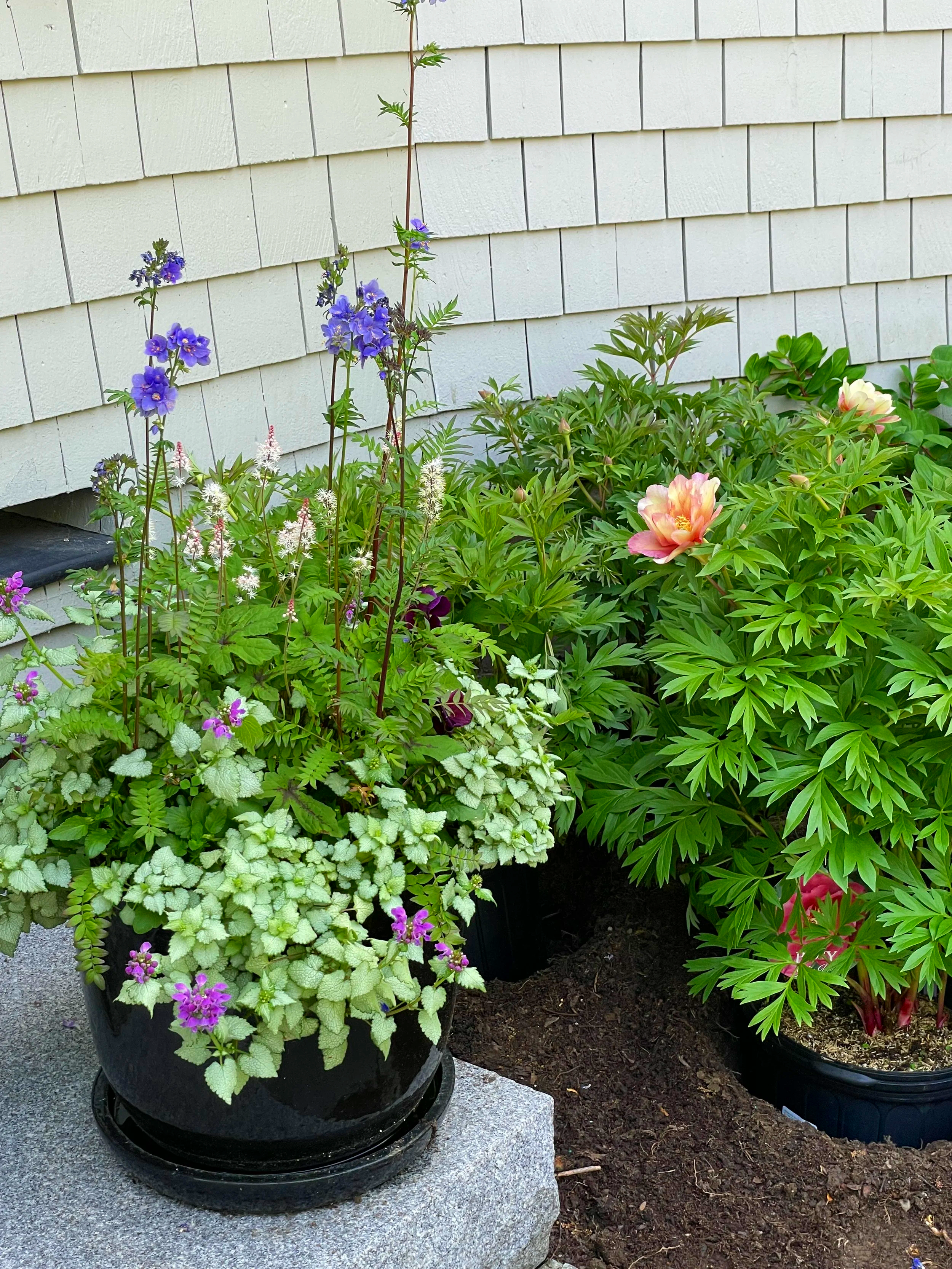 A potted plant with purple flowers and variegated green leaves sitting on a stone surface next to a dug-up garden bed with lush green plants and pink flowers near a white house wall.
