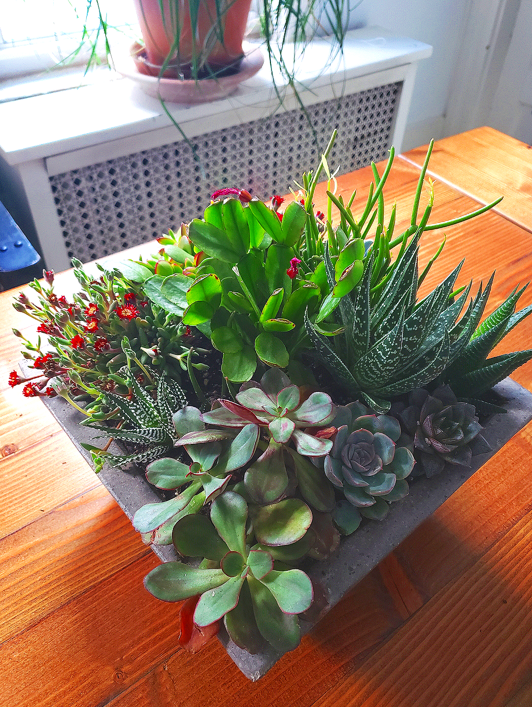 Arrangement of various succulents on a wooden table, with a window and potted plant in the background.