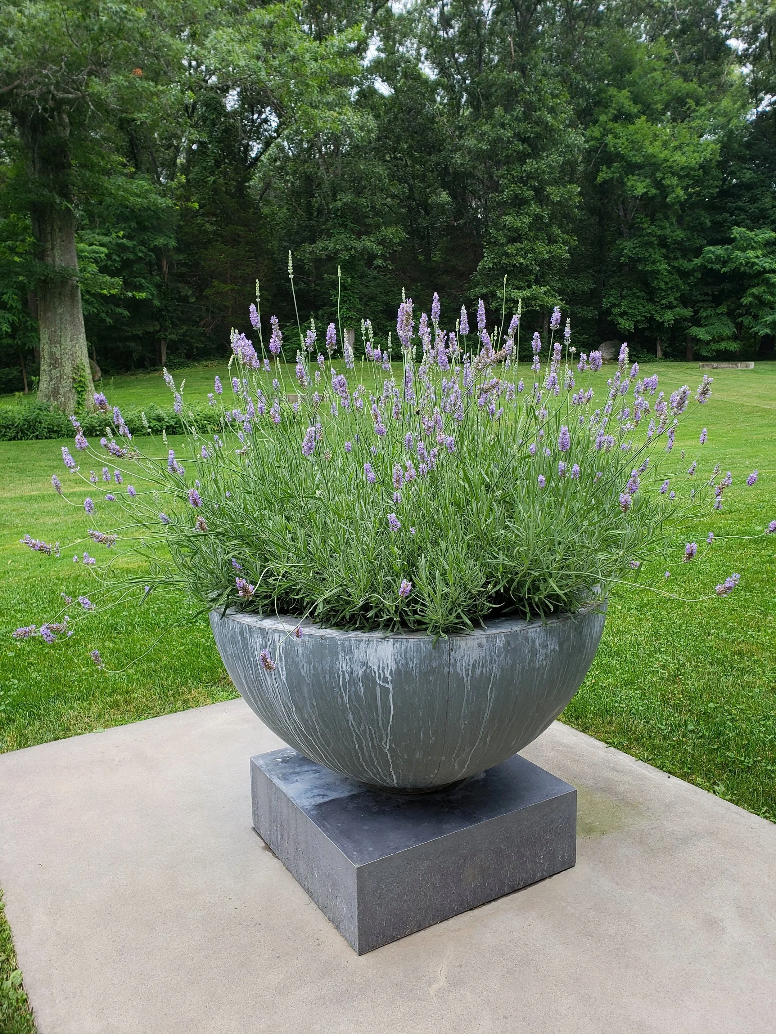 Lavender flowers in a large gray stone pot on a concrete pad in a grassy yard with trees in the background.