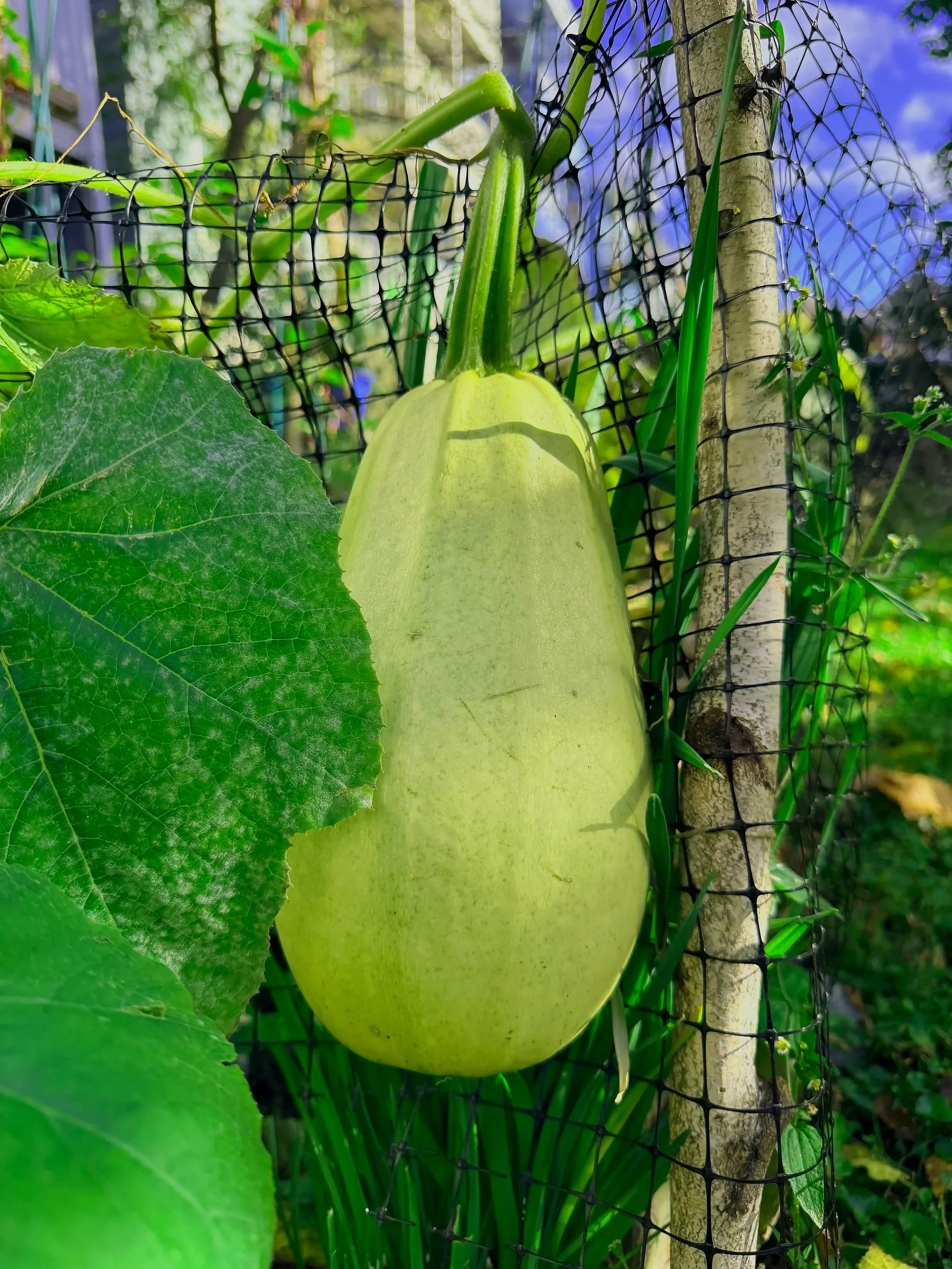 A large, pale green, oblong squash growing on a garden vine enclosed by black netting, with large green leaves and green grass in the background.