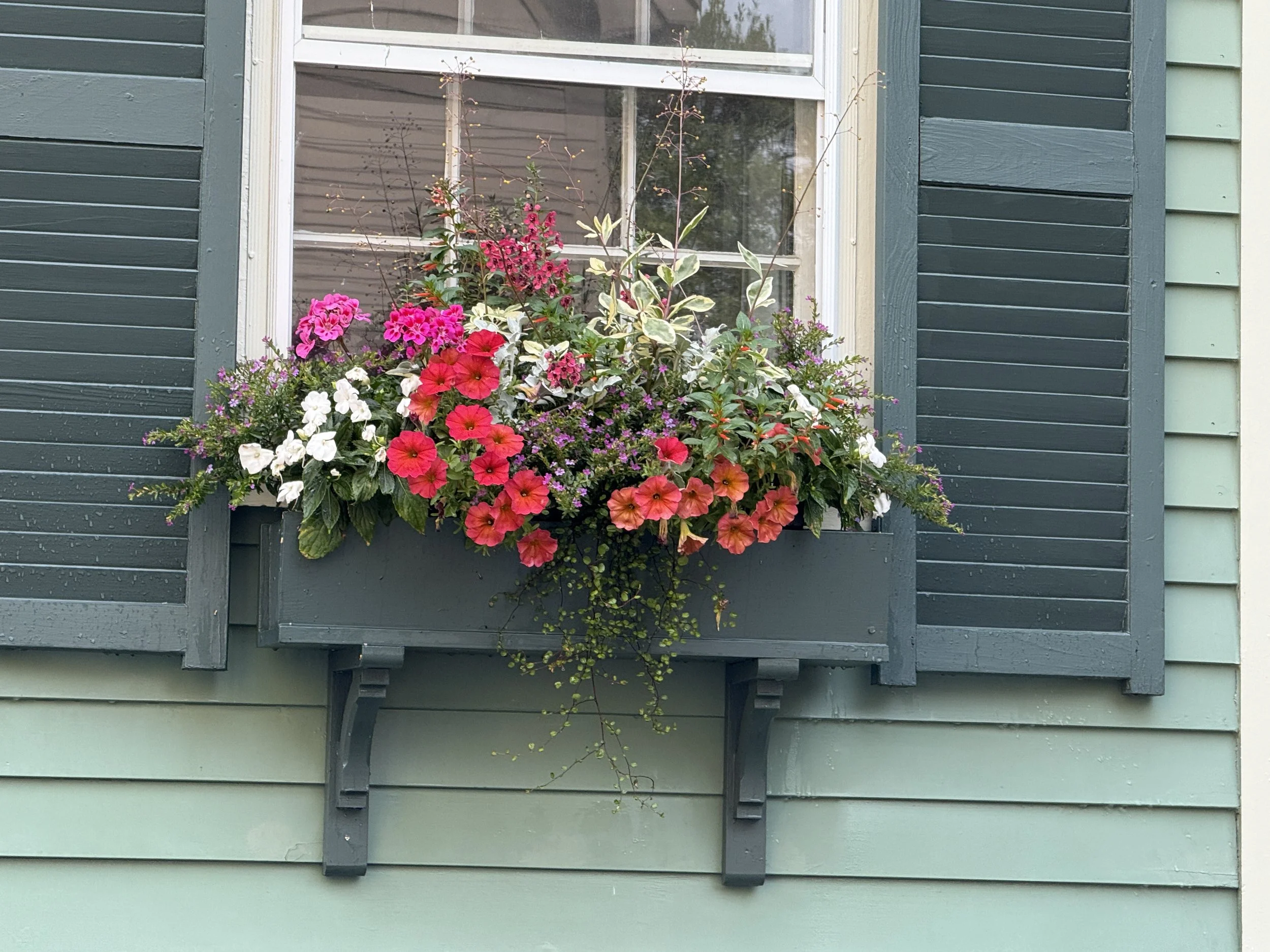 Another bold window box display that brightens up a residential neighborhood and historic homes in Cambridge, MA. (2025)