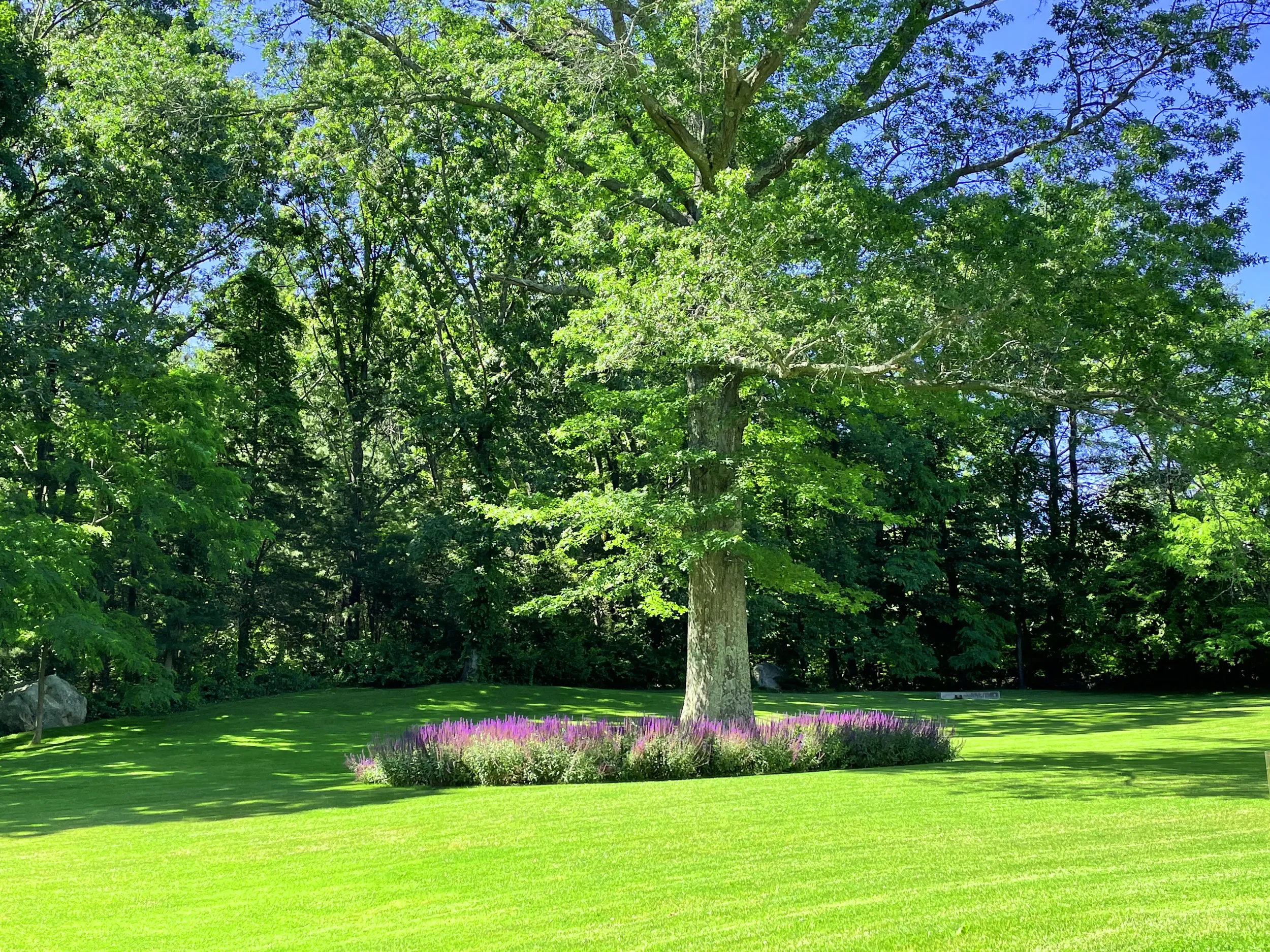 Salvias create a clean, modern, all-season perennial garden with bursts of purple highlights, making a striking statement beneath an oak tree.