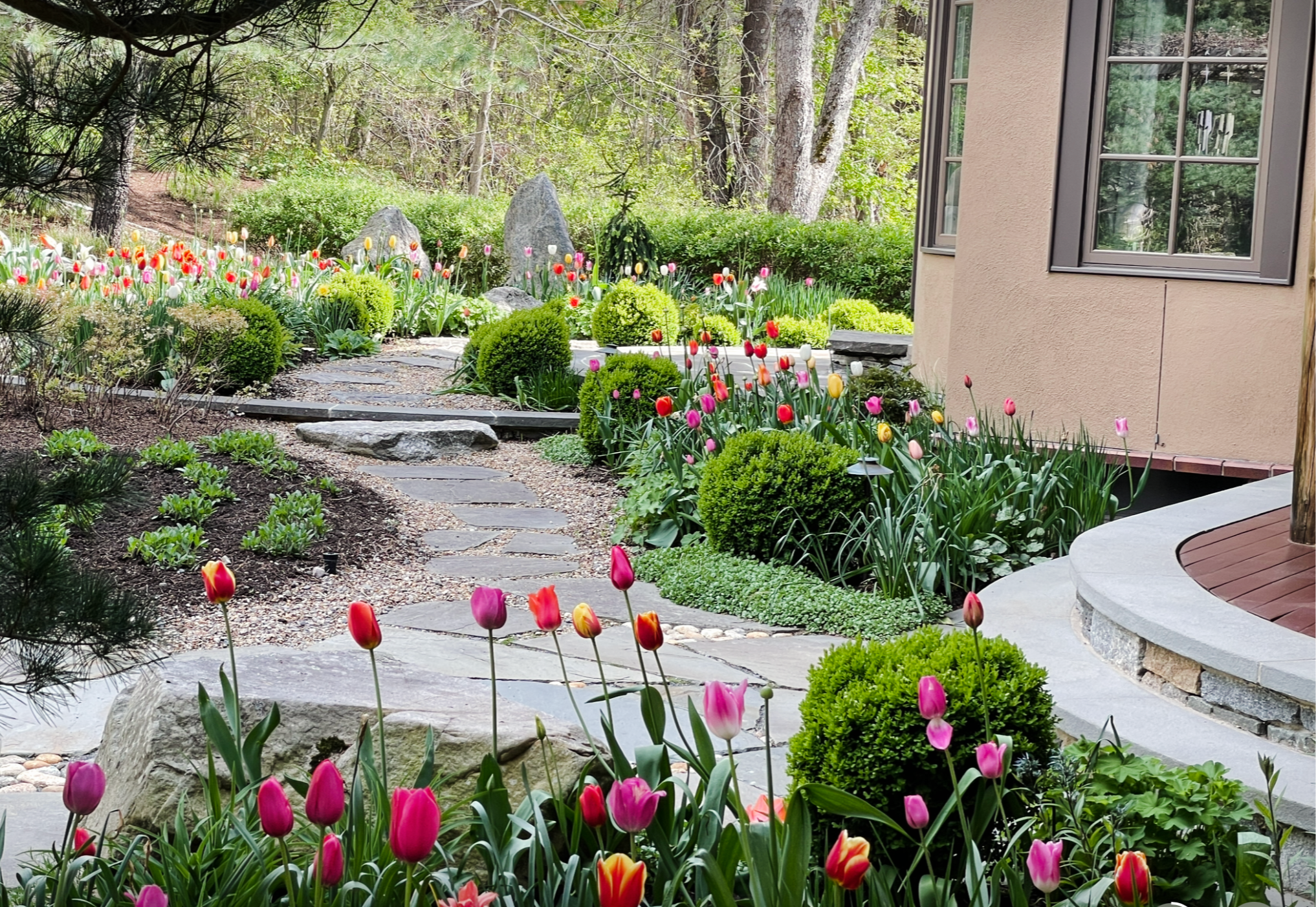 Colorful tulips and green bushes along a stone pathway in a garden next to a beige house.