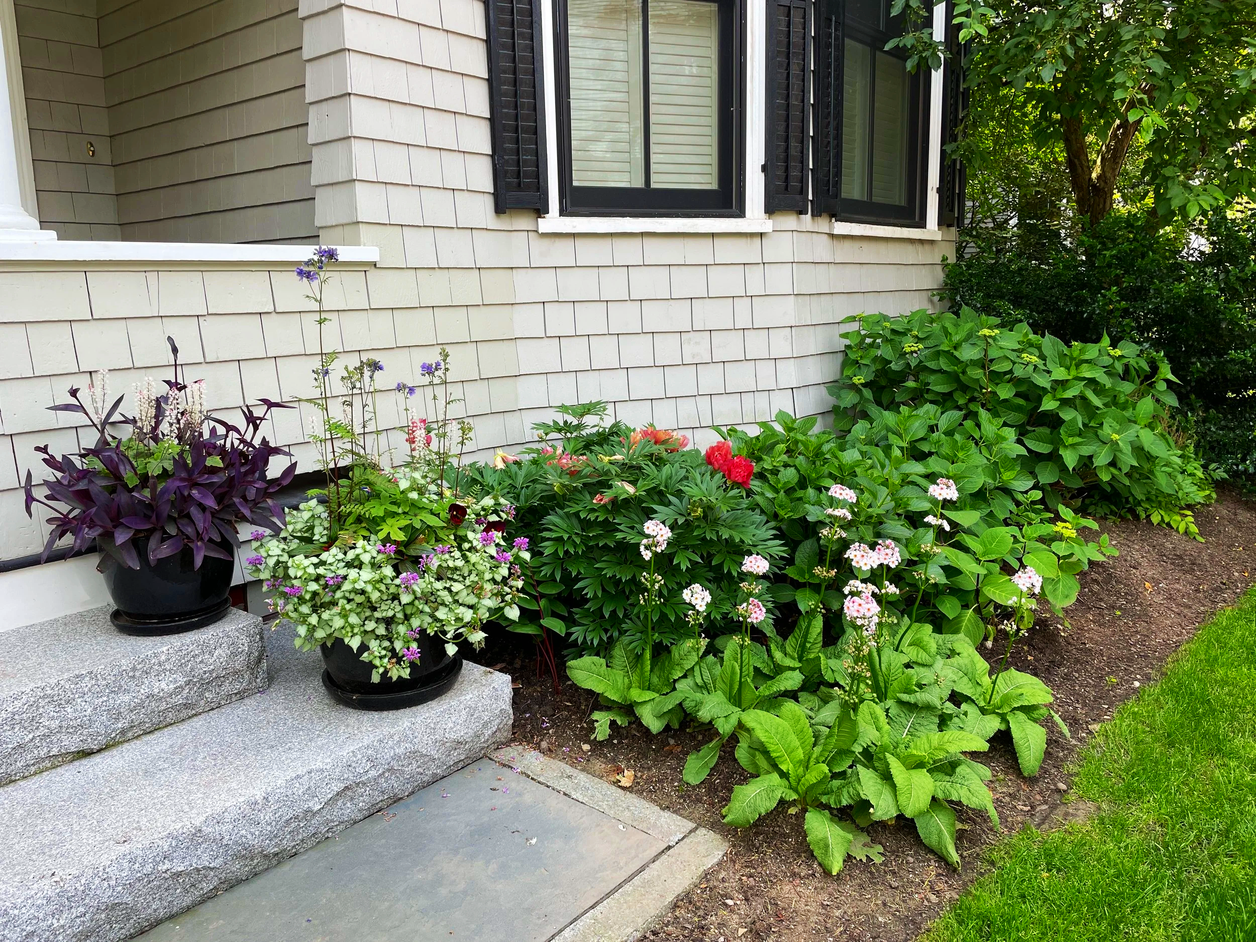 Front yard garden with potted plants on stone steps, various flowering plants, green shrubs, and a house with beige siding and black shutters.