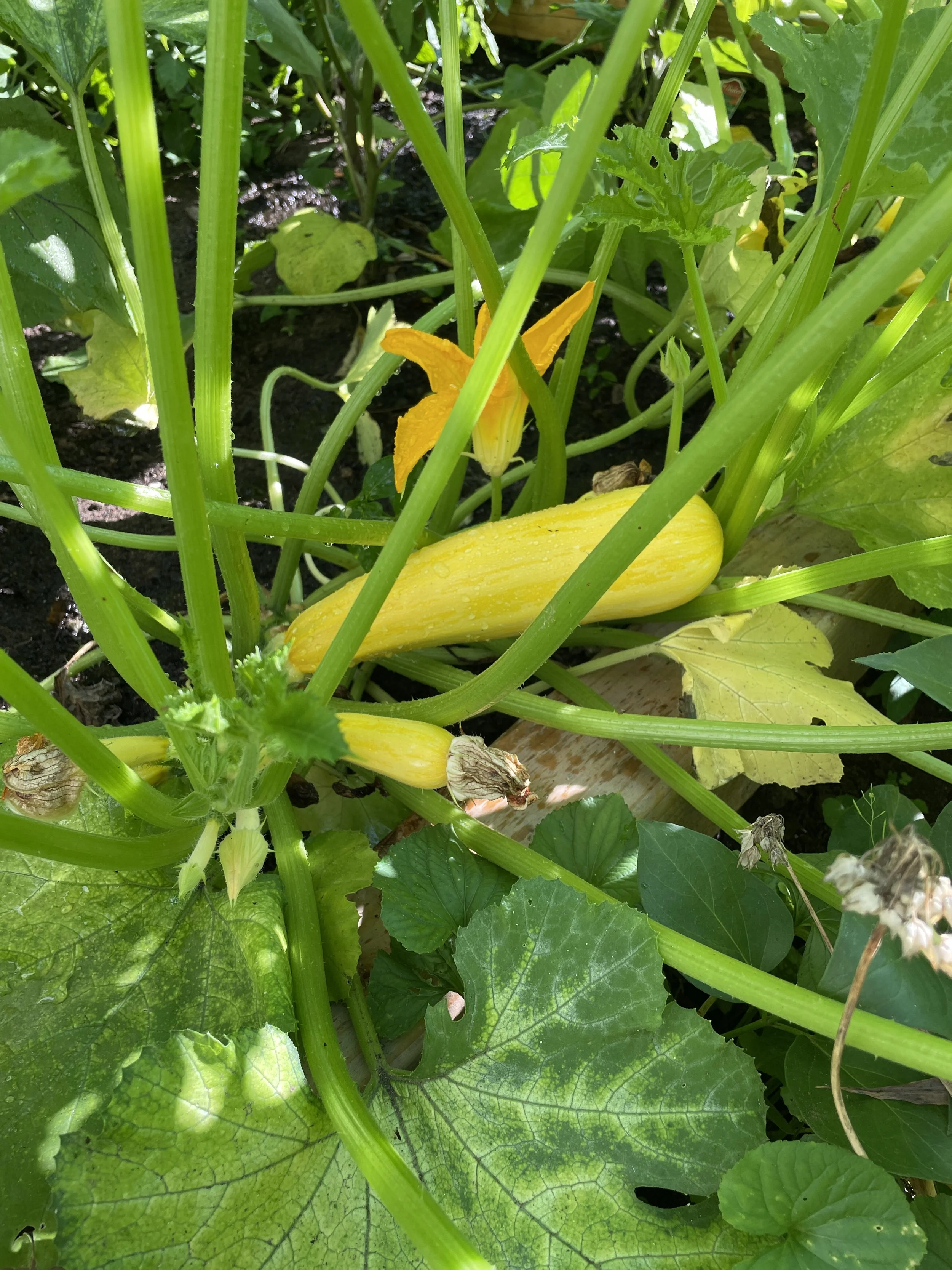 Our yellow squash performed wonderfully this season, and their blossoms are also edible.