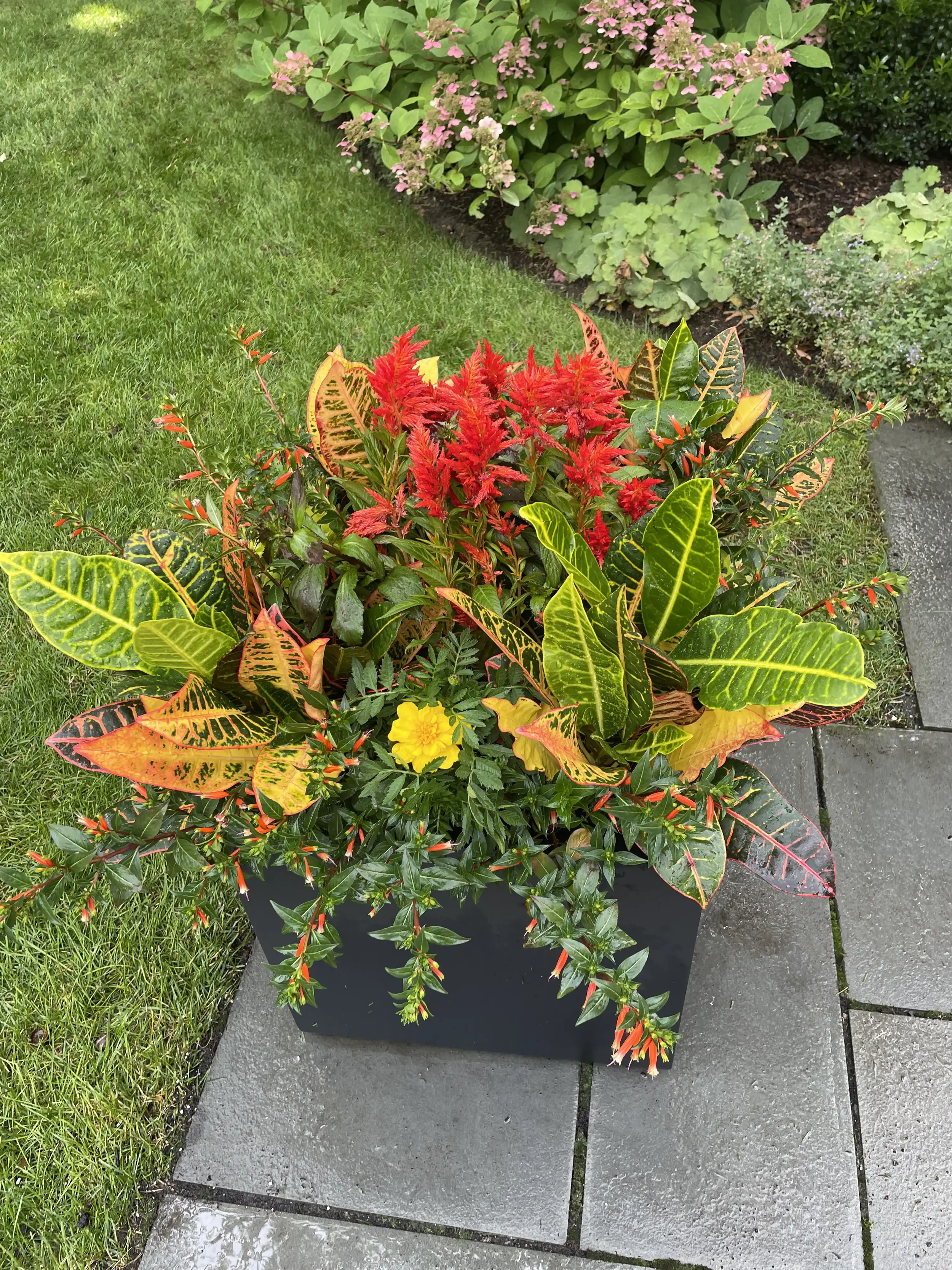 Colorful potted plant on a gray stone patio, featuring red, yellow, and green foliage and flowers, with a grassy lawn and blooming garden in the background.