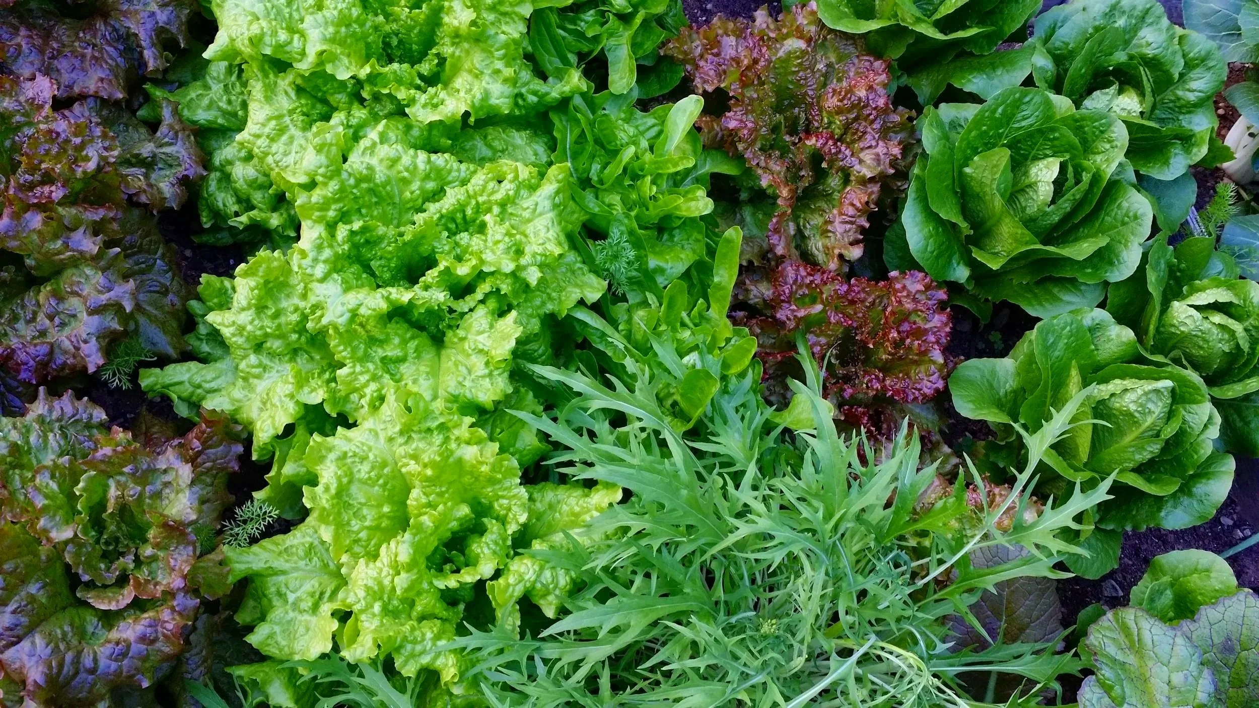A variety of fresh leafy greens including red leaf lettuce, green leaf lettuce, romaine lettuce, and arugula growing in a garden bed.