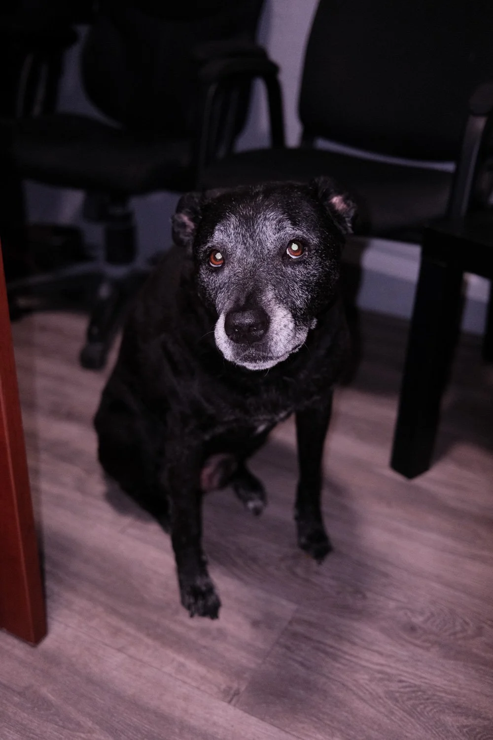 A handsome dog named scruffy is sitting while posing for a photo