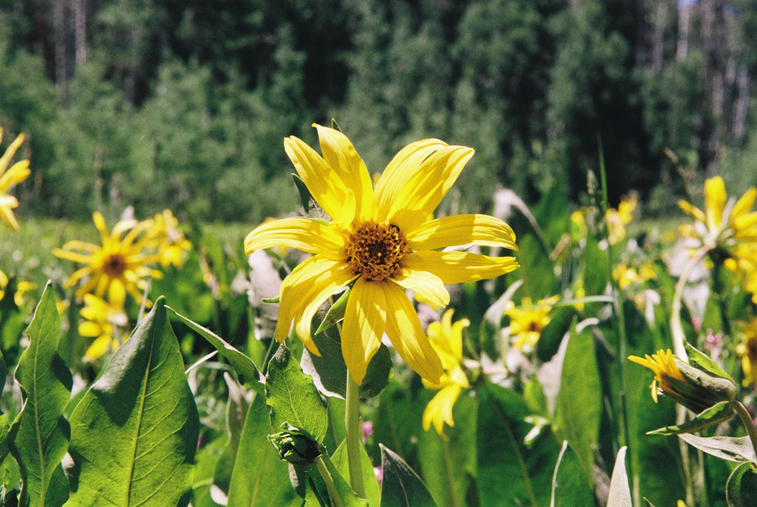 Emotional Regulation Through Nature