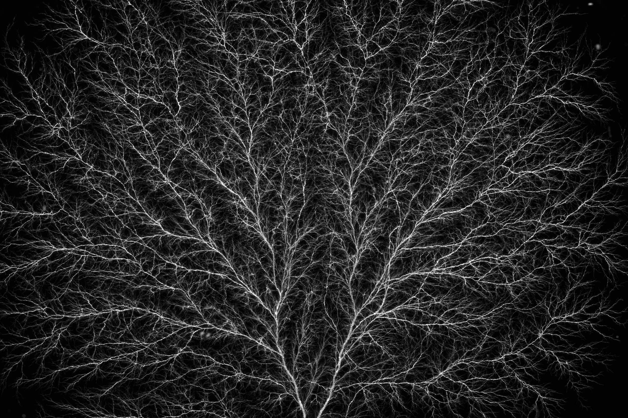 Emile De Visscher, vascular electron discharge in PMMA block, test 5, 2022, conducted at LSI Lab, École Polytechnique, Palaiseau, with support from EMIR network. Credits: Boris De Visscher.