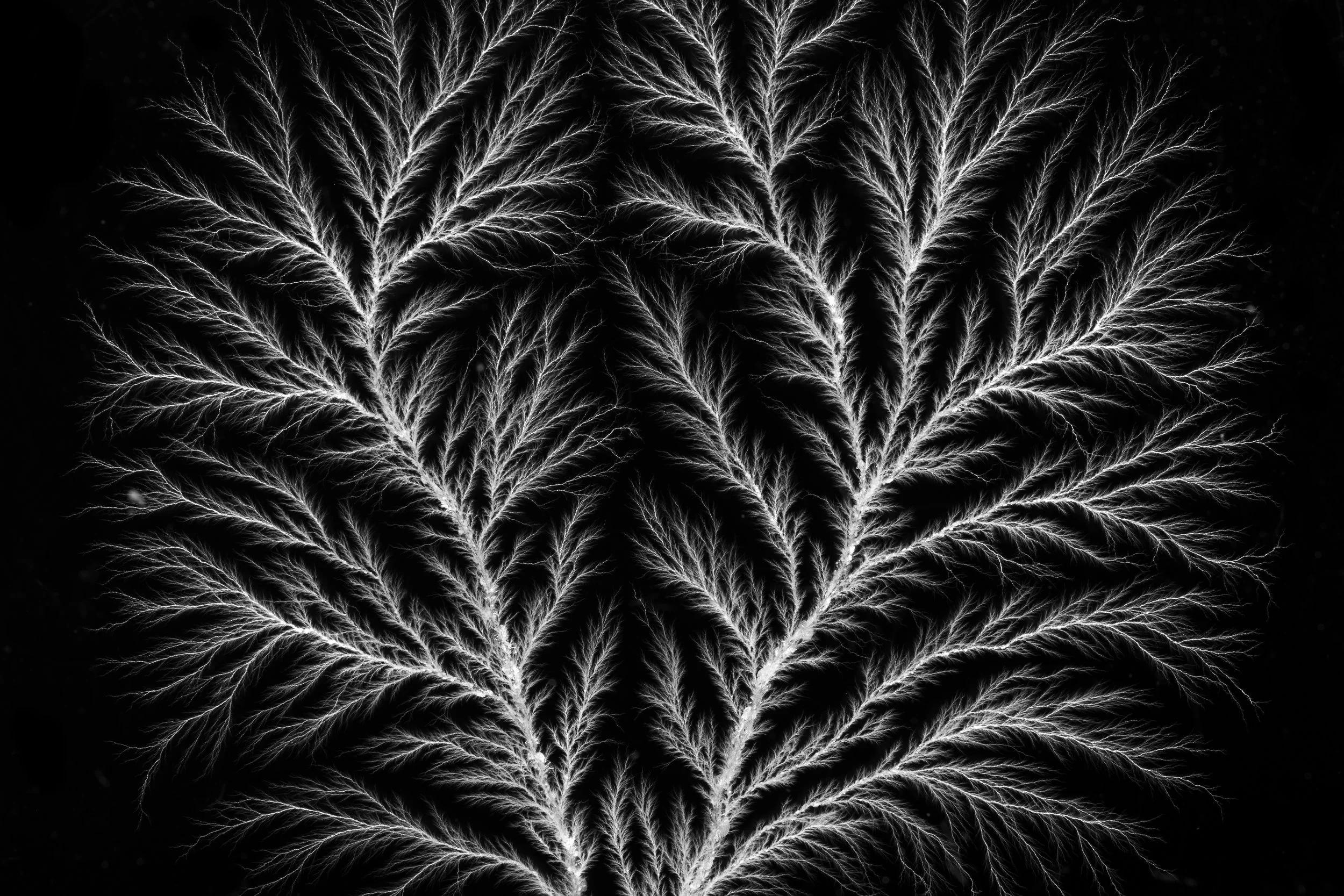 Emile De Visscher, vascular electron discharge in PMMA block, close up 1, 2020, conducted at LSI Lab, École Polytechnique, Palaiseau, with support from EMIR network. Credits: Palta Studio.