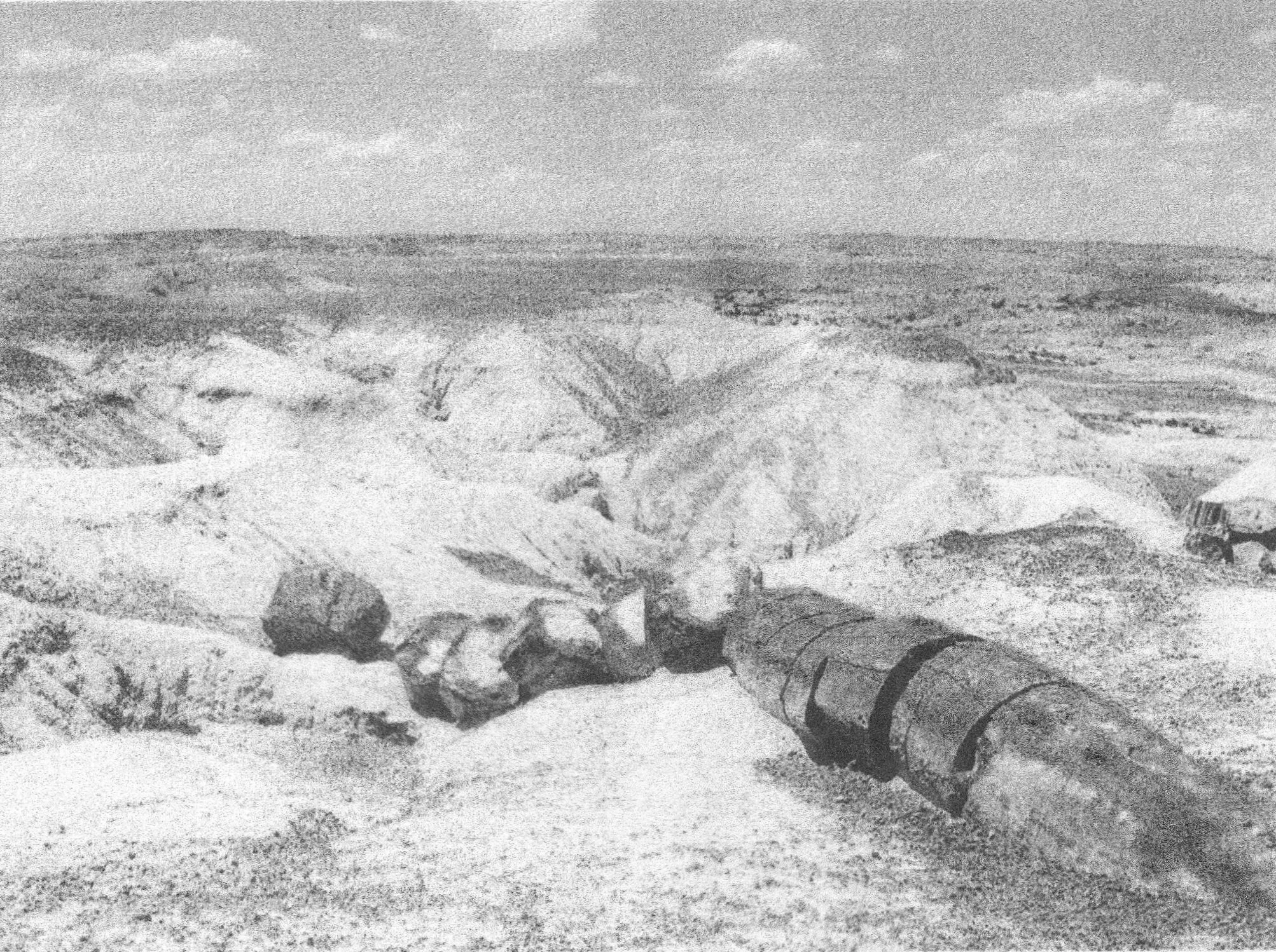Stefan Pauli, Petrified tree in Petrified Forest National Park, 2001, photograph