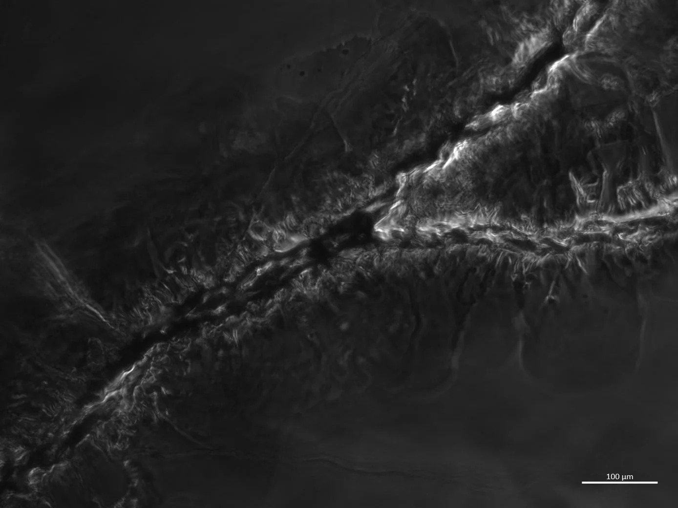 Microscop image of bubble in the network, with support from Marcus Lindner, Weinhart Research Group, Freie Universität, Berlin. Image credits: Emile De Visscher.