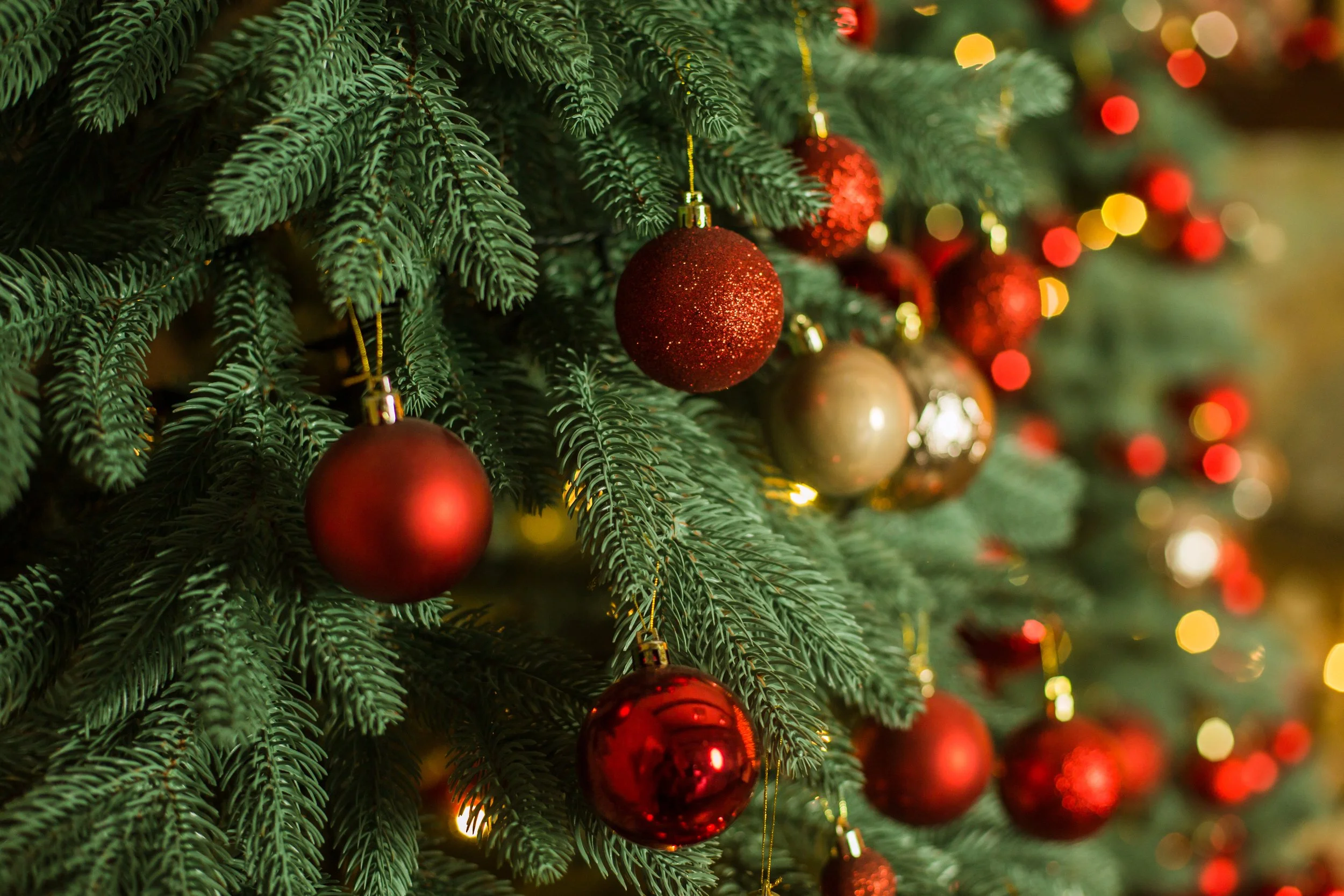 The Sustainable Magic of Christmas Trees: Choosing a Greener Holiday