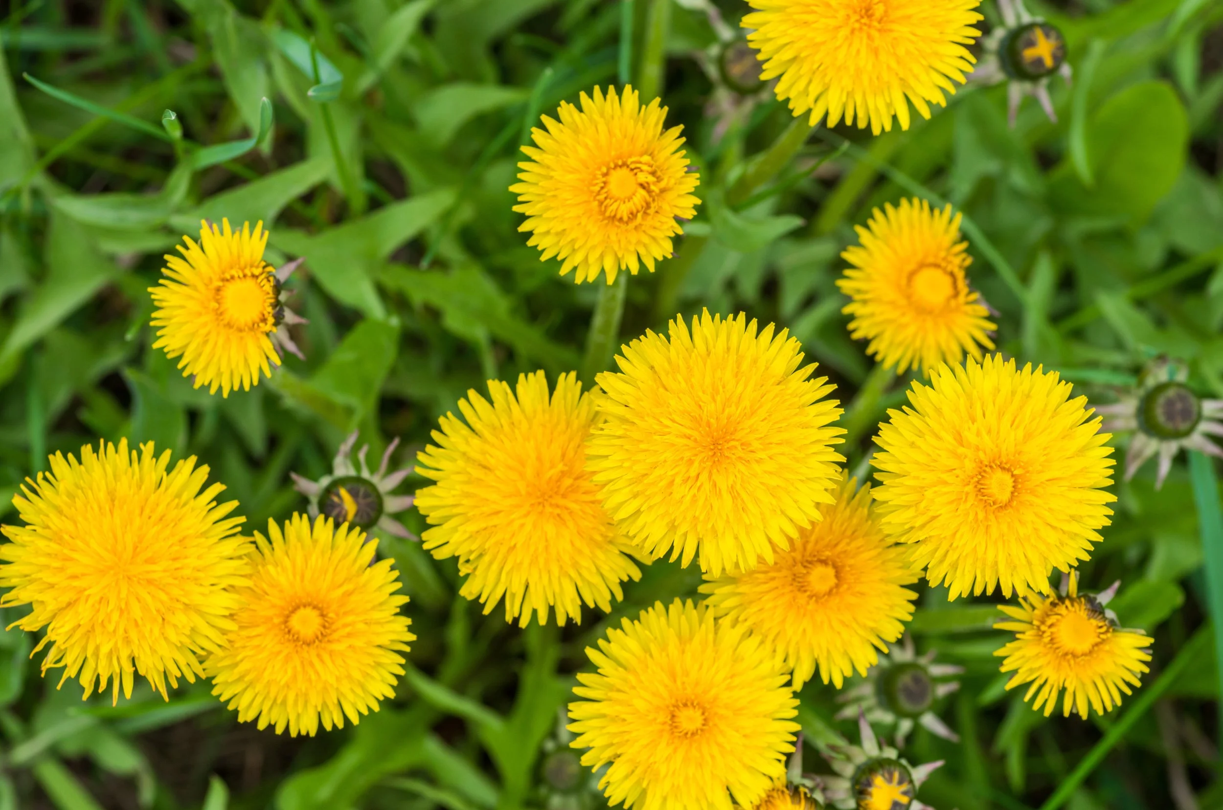 What if Weeds Aren’t the Problem?