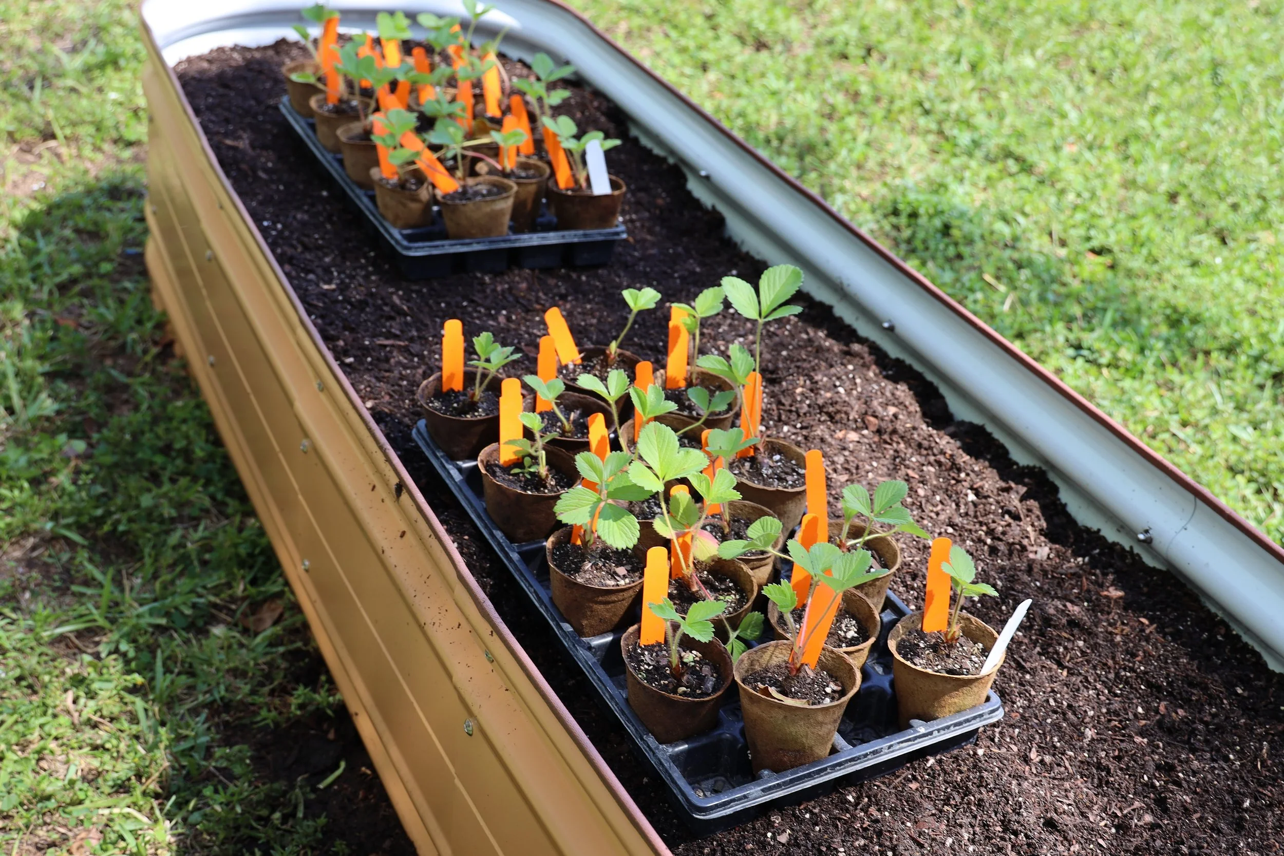Rooted in Learning: Bringing Edible Gardens to Miami Schools
