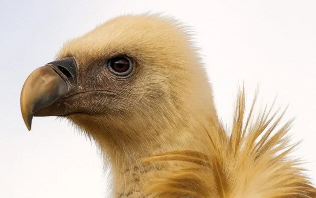 A close-up on a vulture looking majestic in the nature documentary Wild Land (2025).