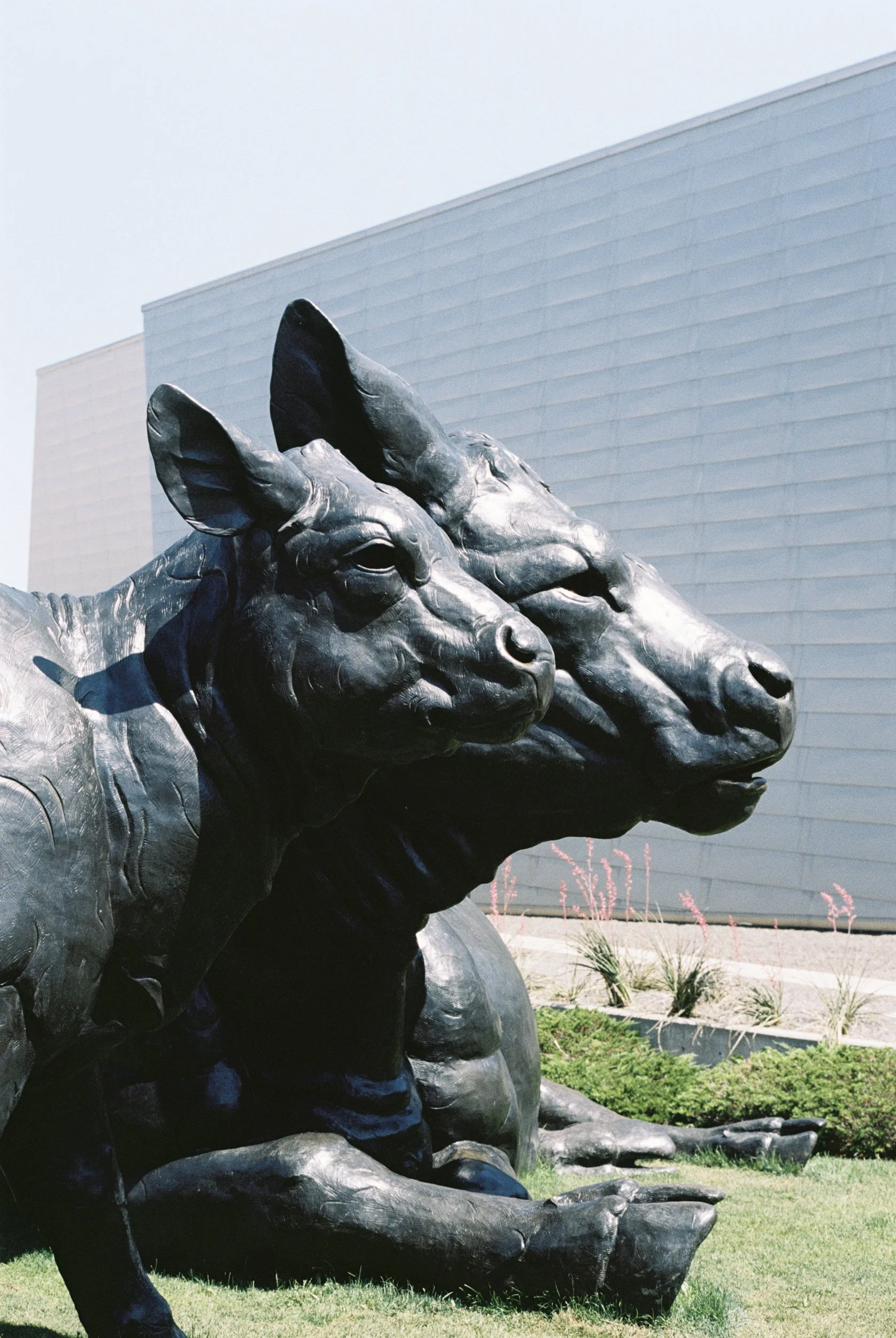 Close-up of a bronze sculpture of a row of three dog heads resting on their front paws, with a modern building in the background.