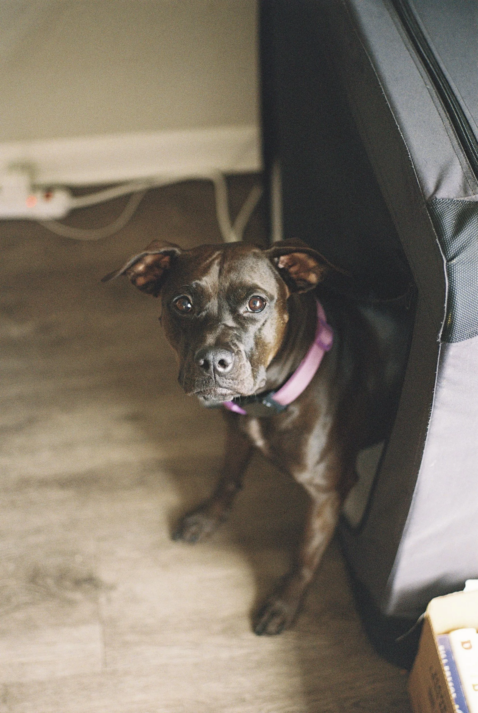 A brown dog with a black snout and a purple harness looking up from under furniture, with kitchen and floor visible in the background.