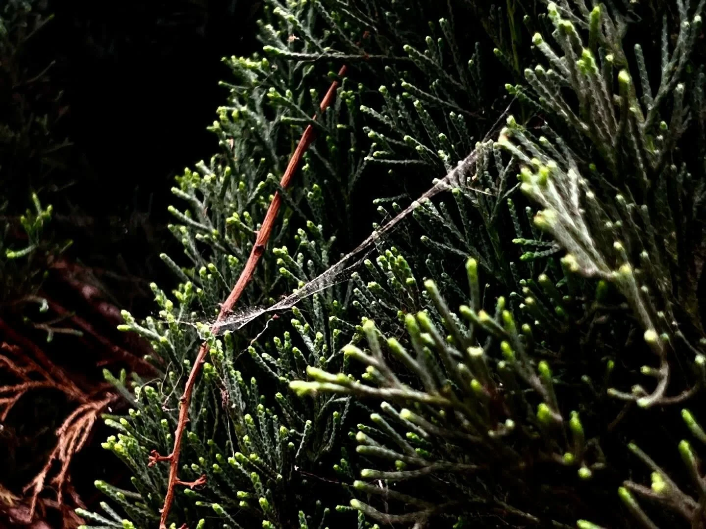 verity 

#iphonephotography #iphonephoto