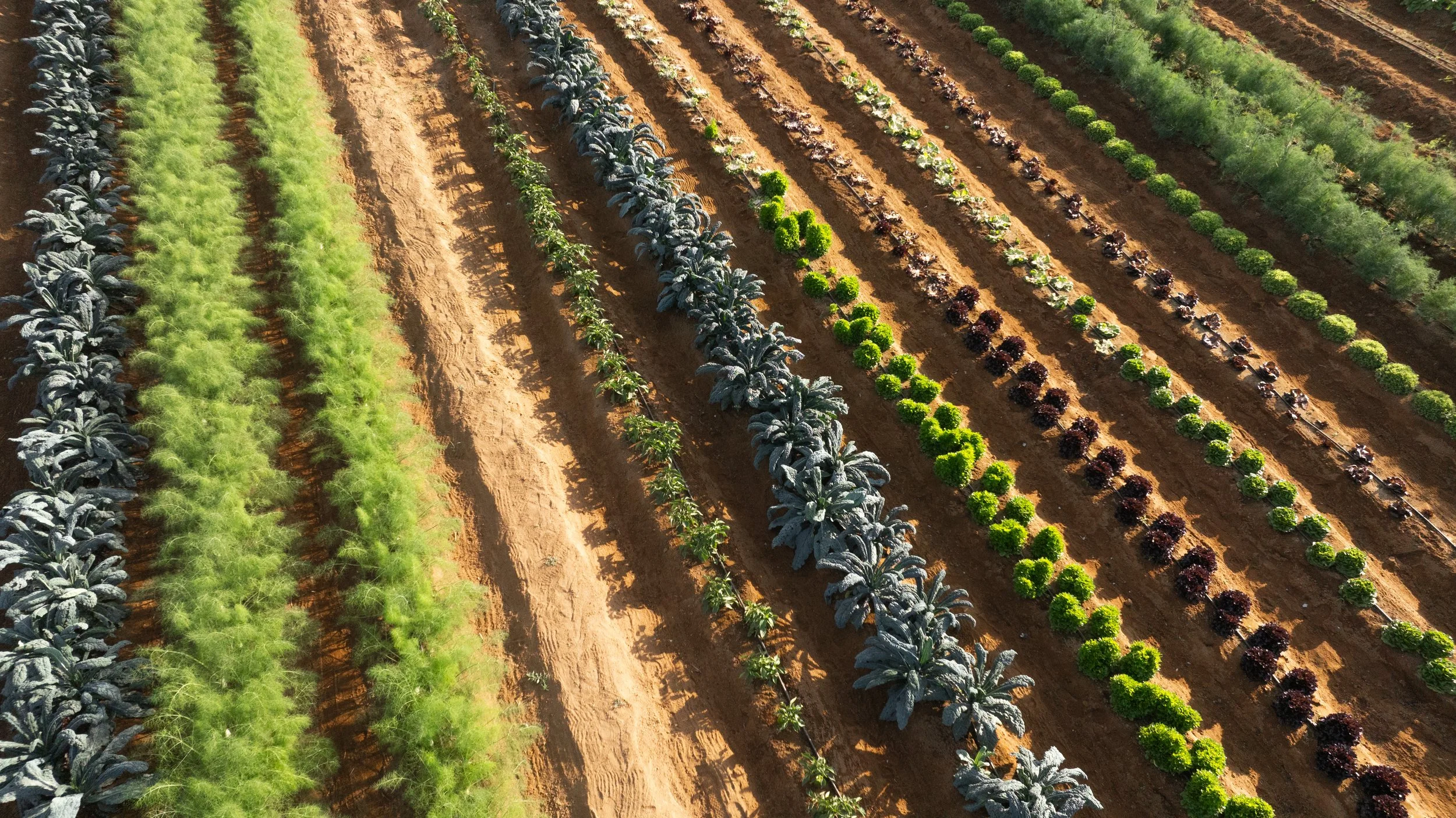 Diosito Baja Farm-09.jpg