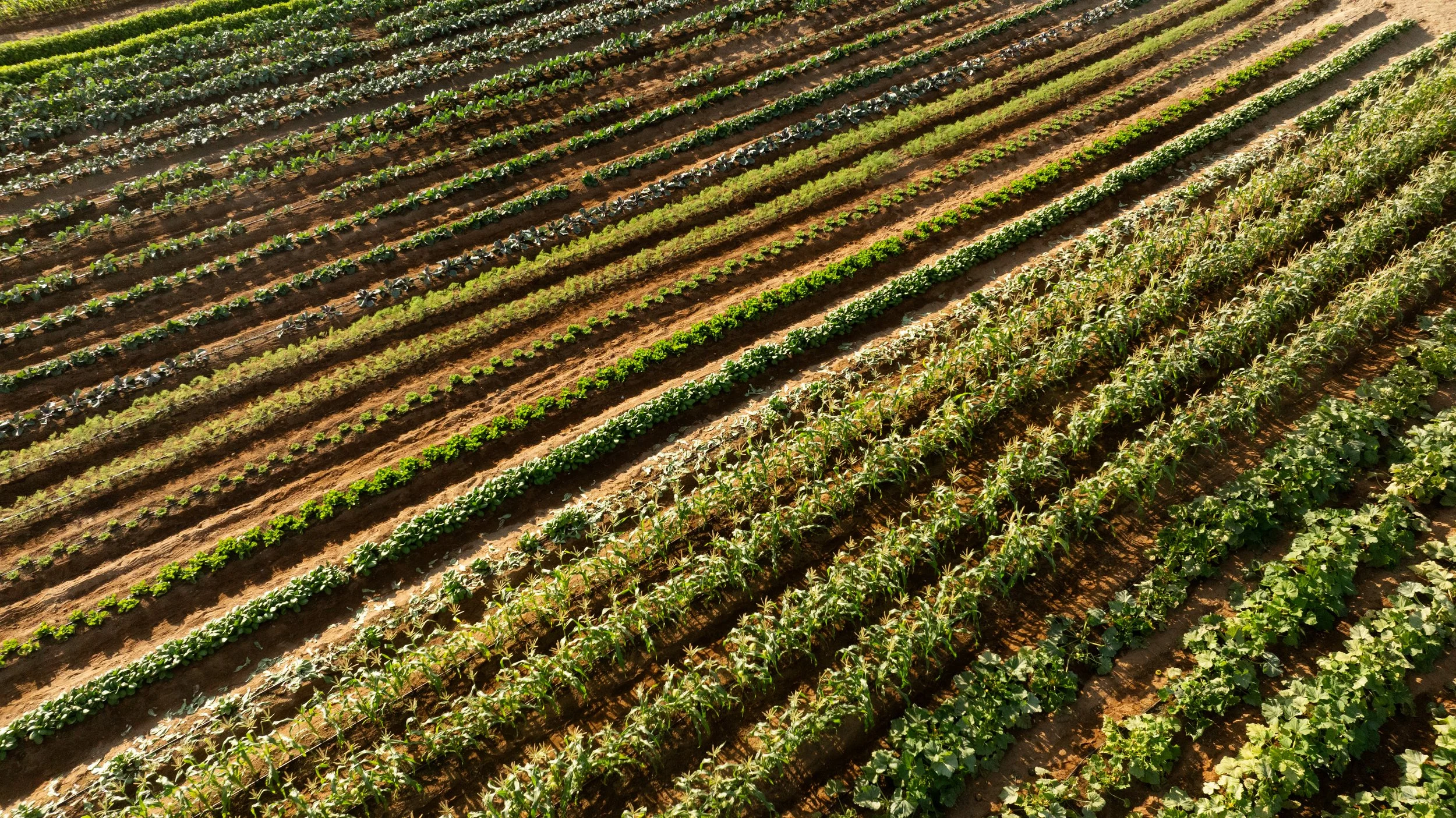 Diosito Baja Farm-08.jpg