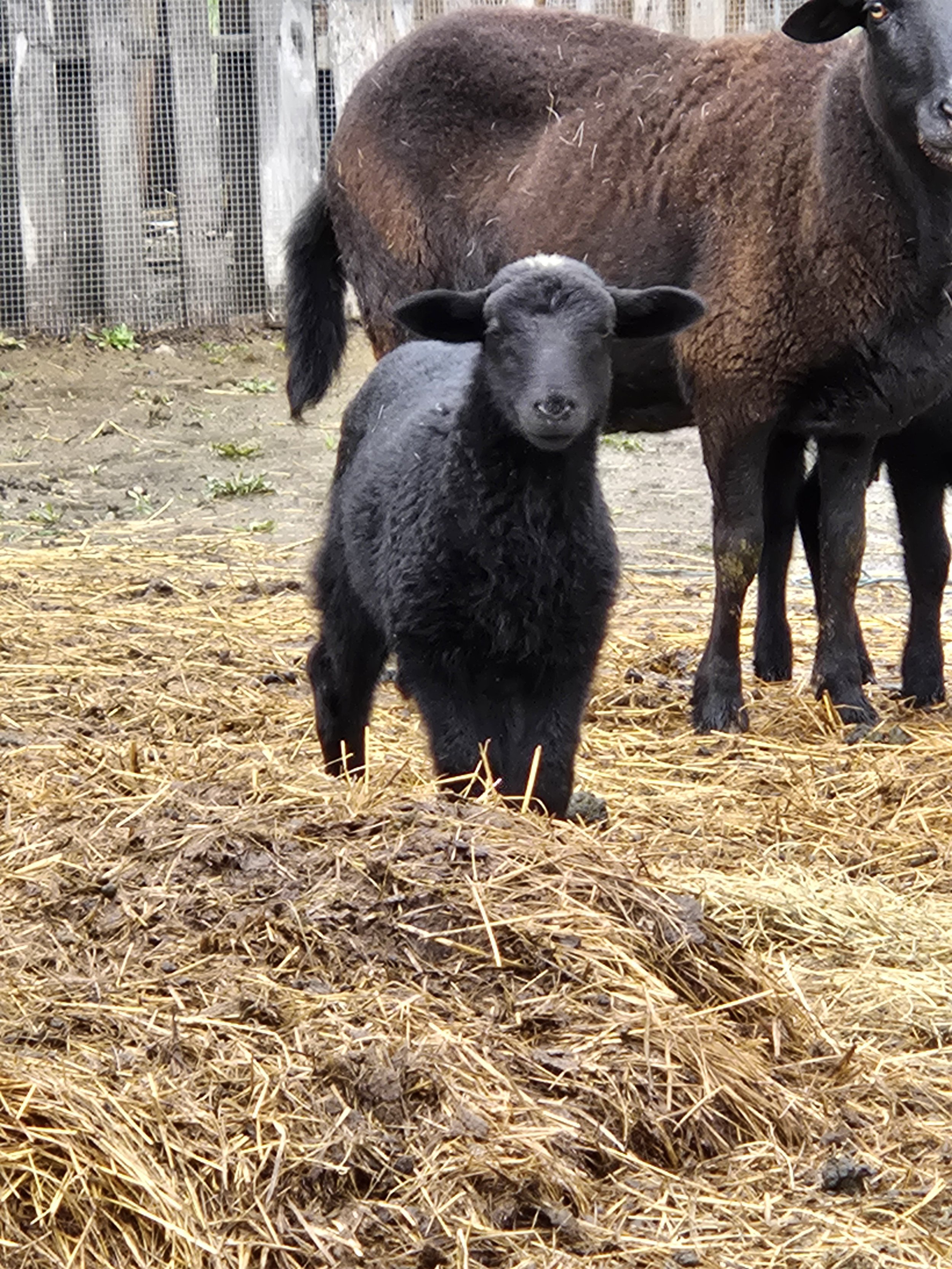 Katahdin Ram Lambs