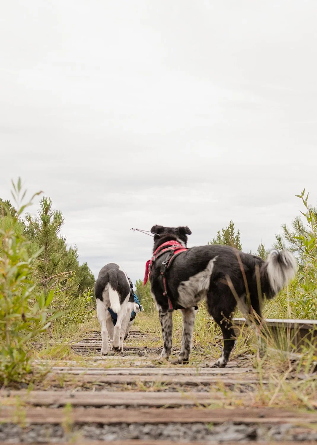 Salida_ Dog Train_ 10.jpg