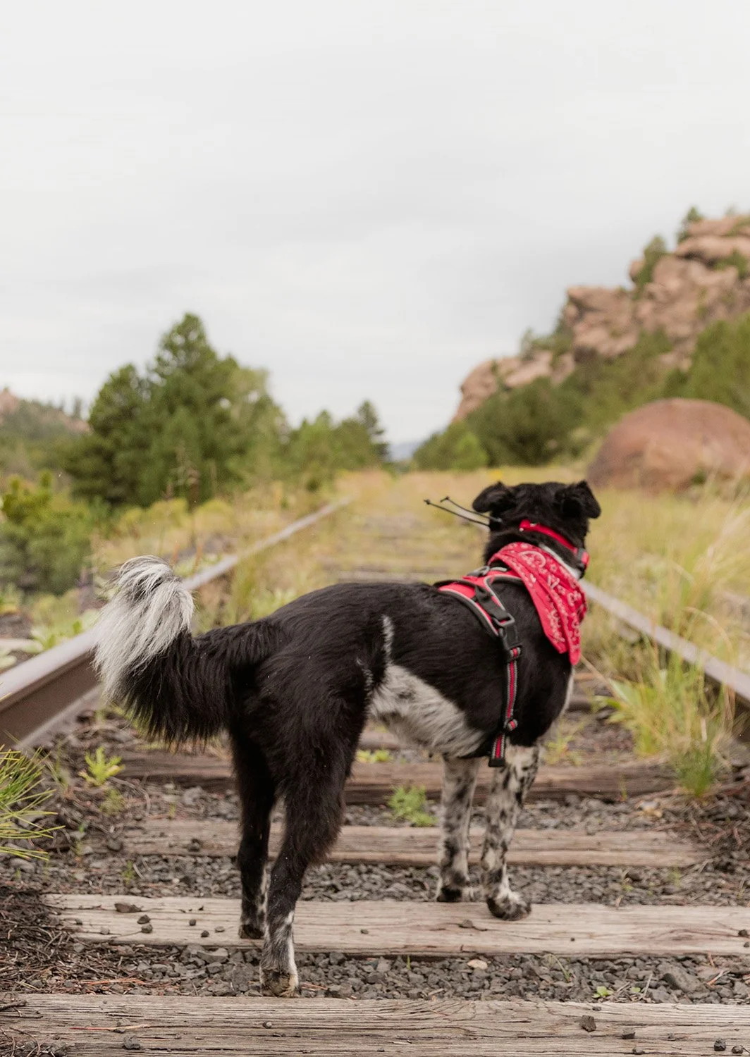 Salida_ Dog Train_ 2.jpg