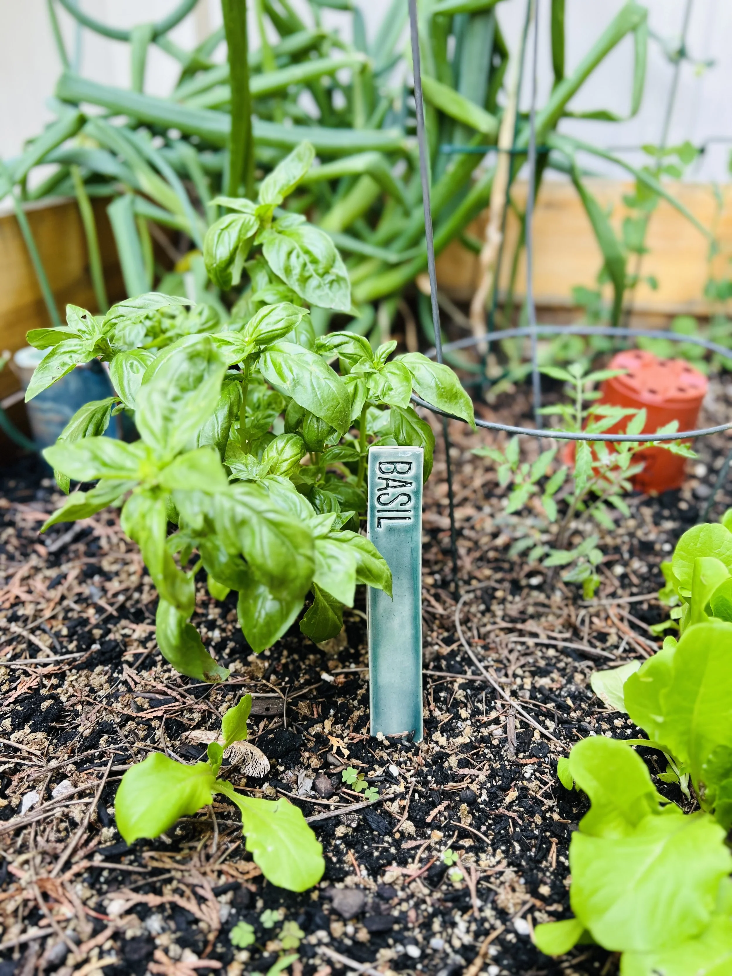 Fresh basil plant growing in a garden bed marked with a label that reads 'BASIL'.