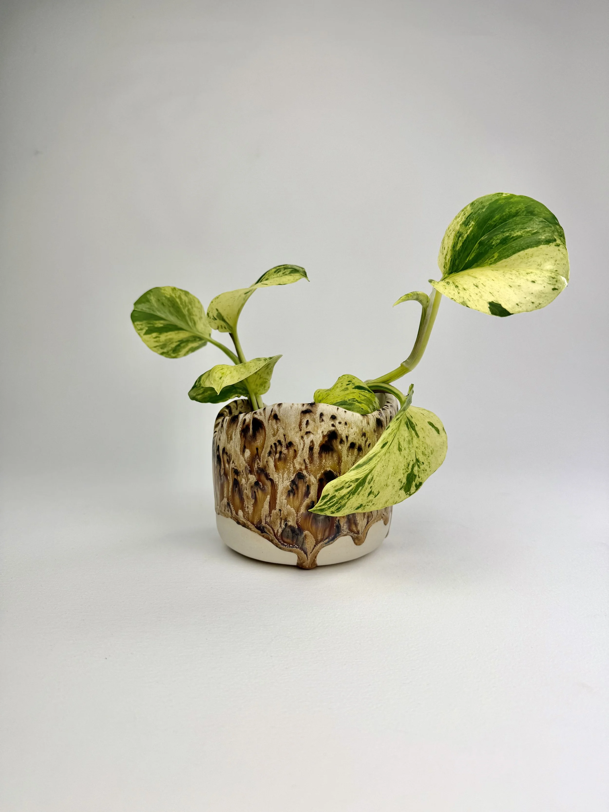 A potted variegated heartleaf philodendron plant with green and yellow leaves in a ceramic pot with a textured, earthy design, placed on a plain white background.