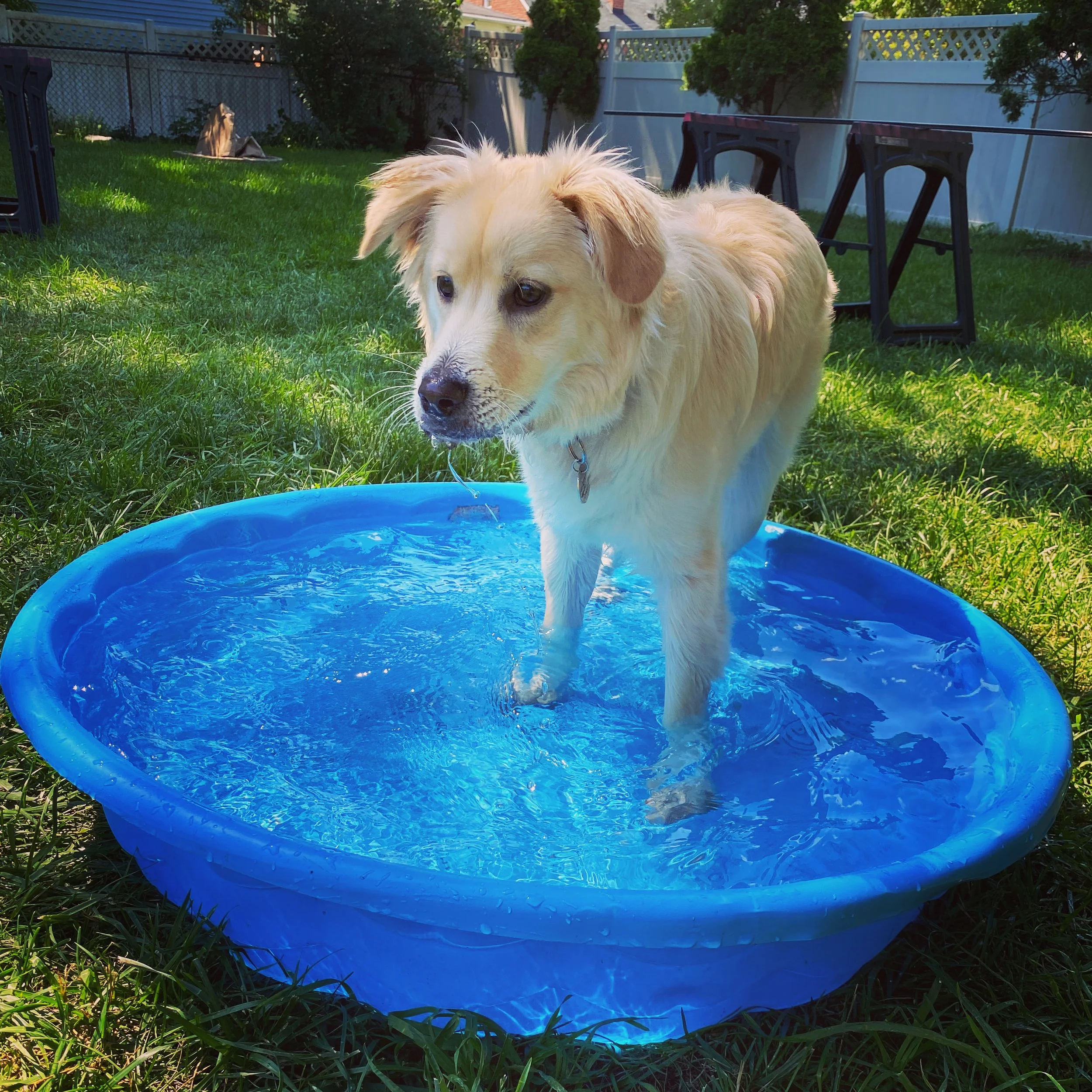 A tan and white dog standing in a small blue plastic pool filled with water in a backyard with green grass, trees, a white fence, and outdoor furniture.
