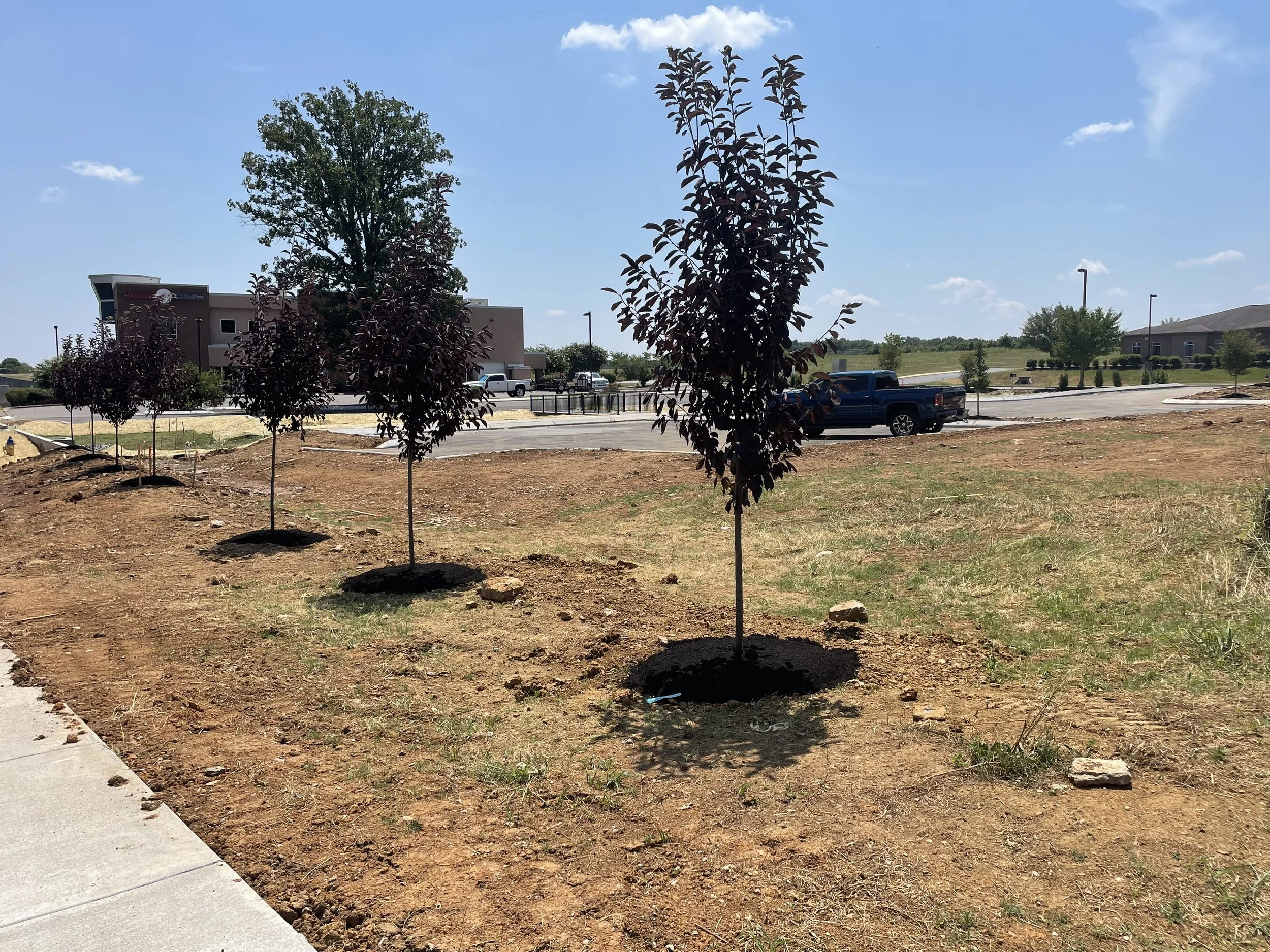A row of newly planted trees with dark red leaves in a dirt area beside a sidewalk, with a parking lot and building in the background, under a blue sky with some clouds.