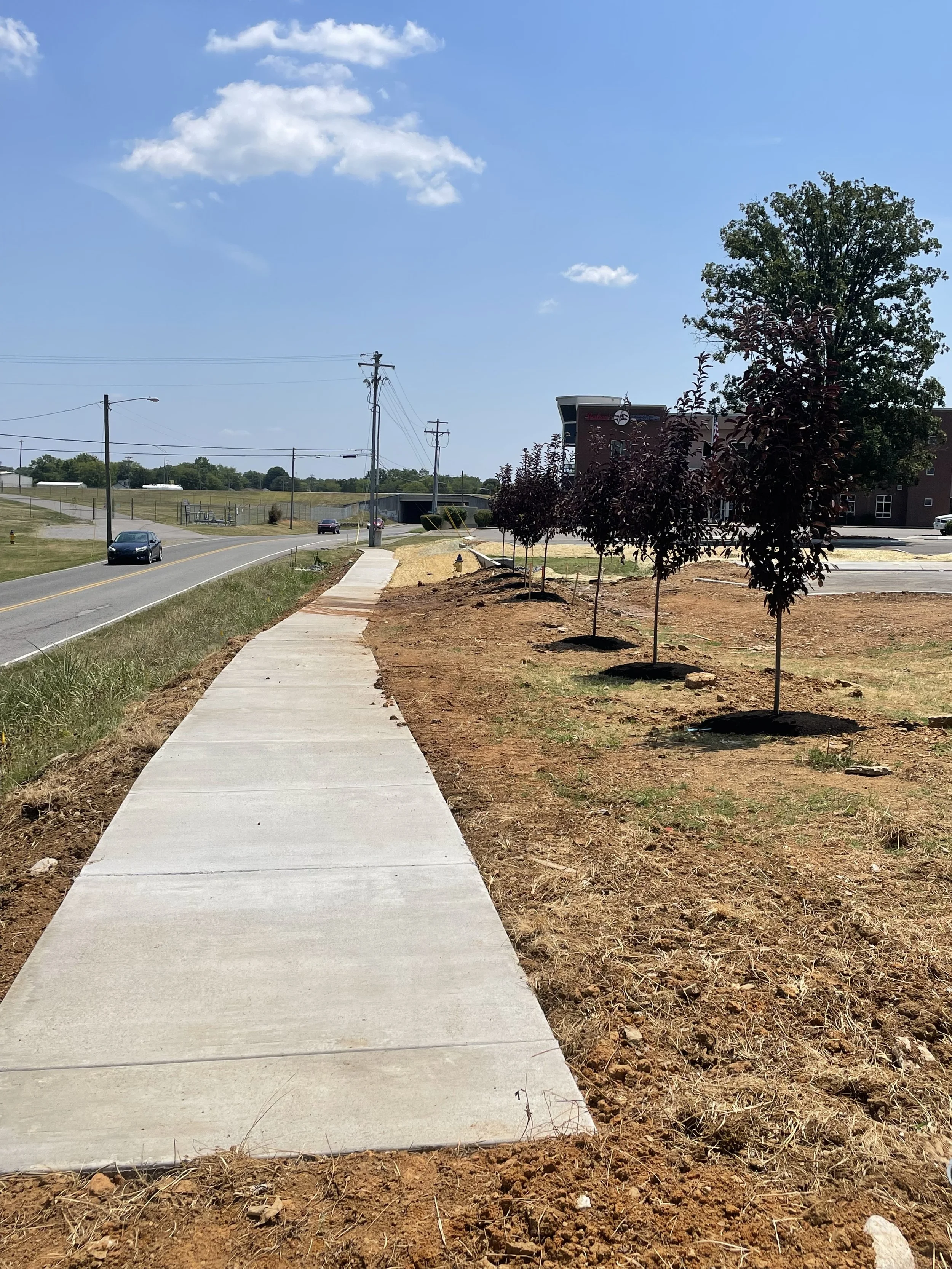A newly paved sidewalk runs along a grassy area with young trees, under a blue sky with a few clouds, near a road with cars and utility poles.