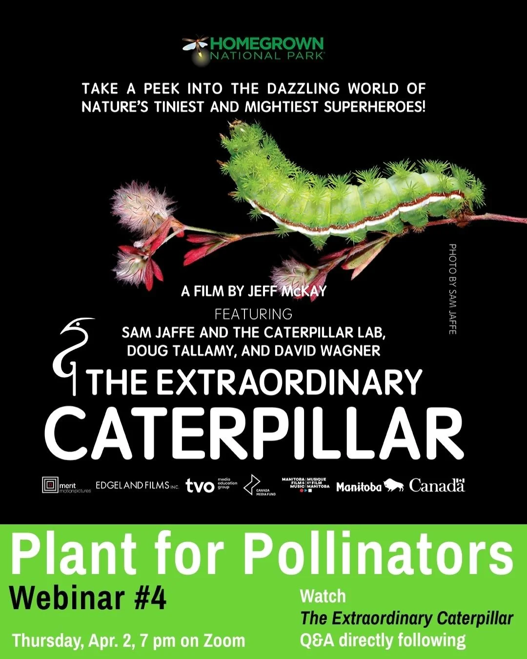 The Extraodinary Caterpillar - Nature's Tiniest Superhero