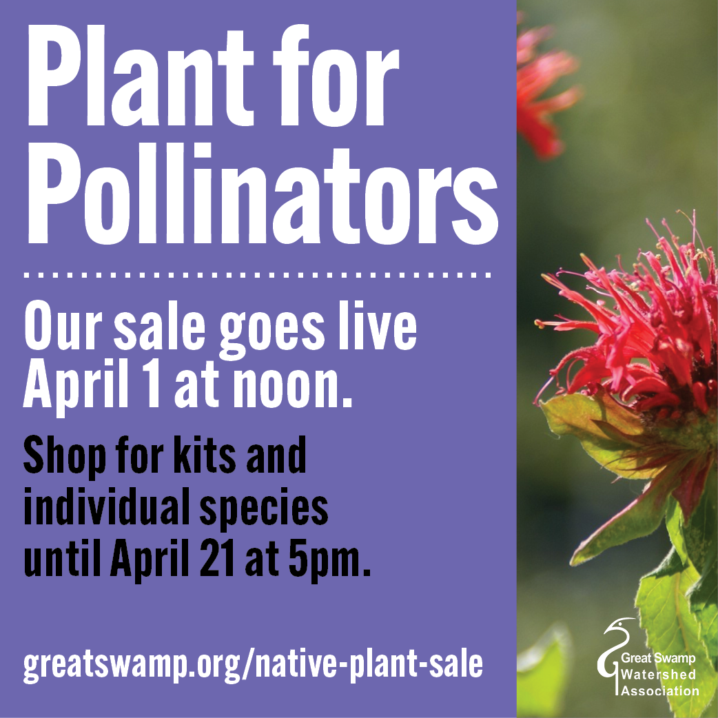 plant for pollinators: livgreen partners with great swamp
