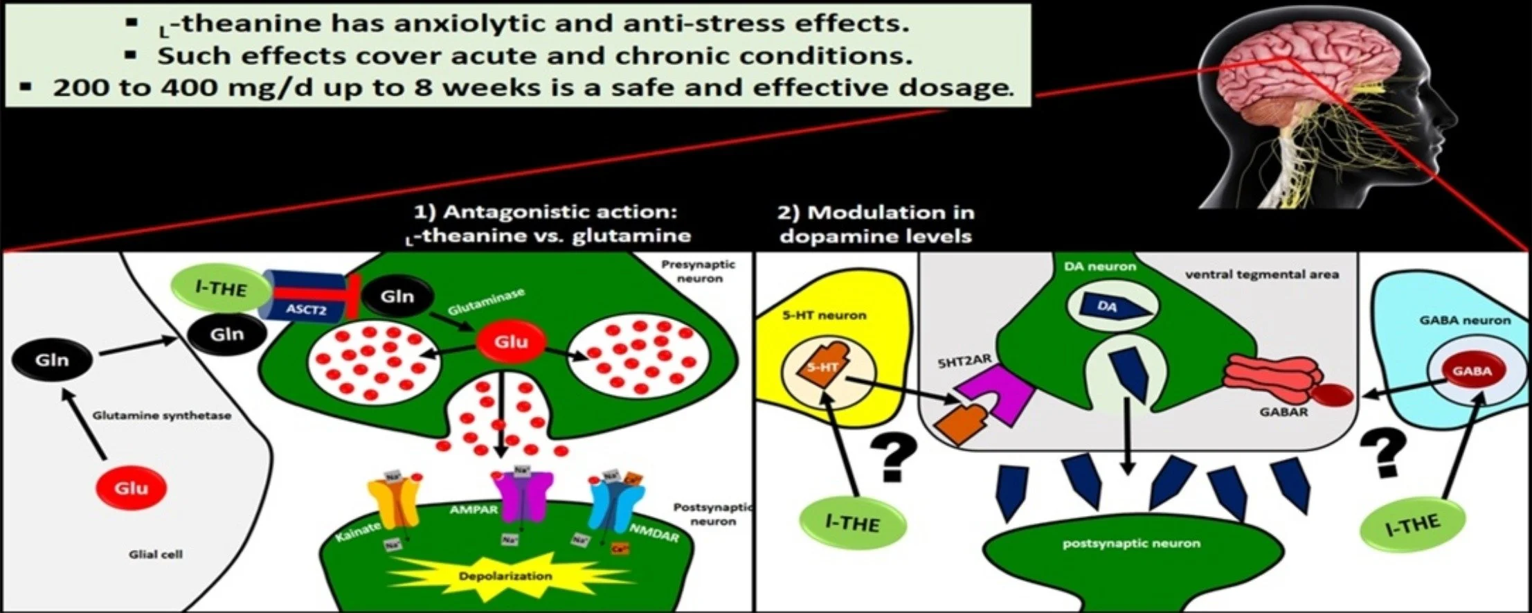 Suntheanine (L-Theanine) for Stress Reduction and Anxiety
