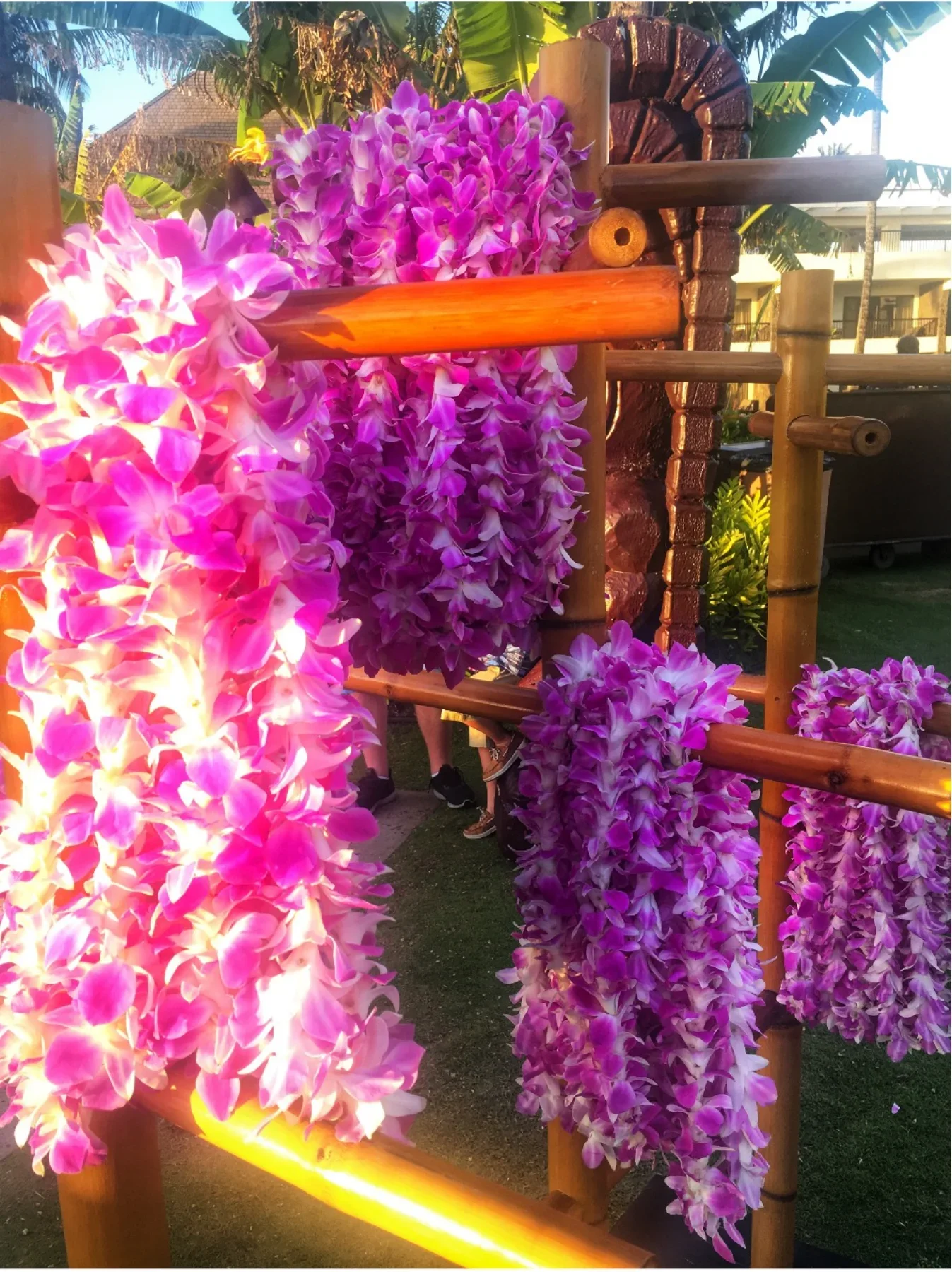 Colorful pink and purple wisteria flowers hanging on a wooden makeshift frame outdoors, with green banana leaves and a building in the background.